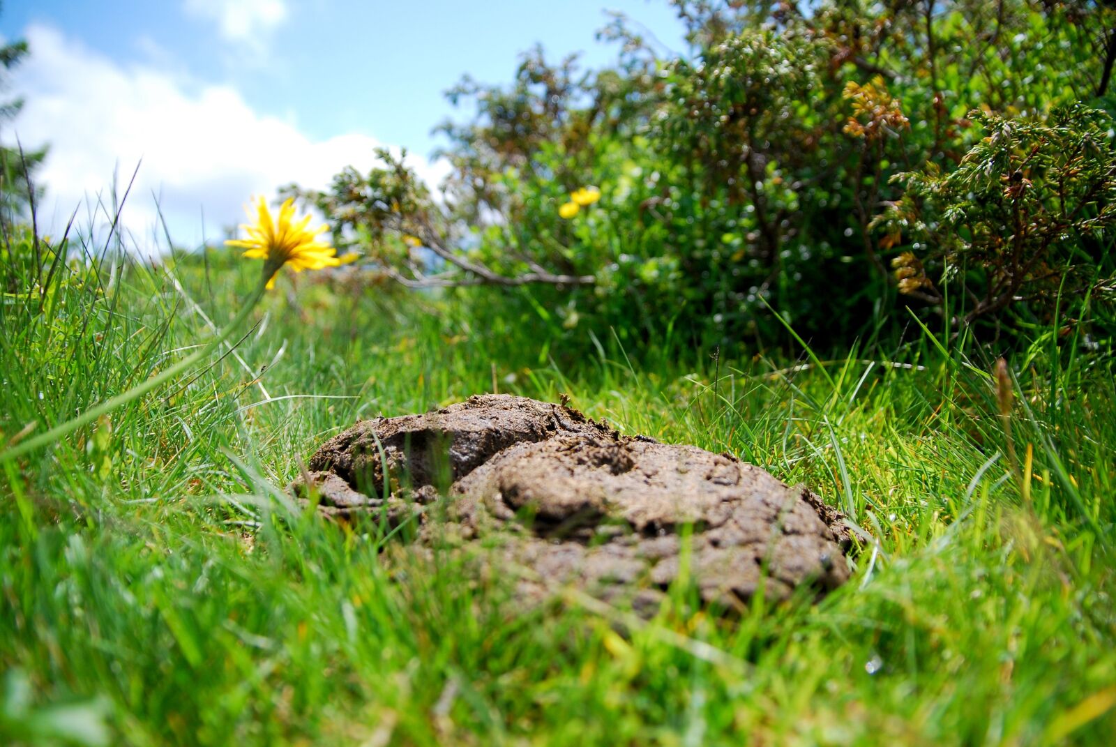 Nikon D80 sample photo. Cow dung, flat bread photography