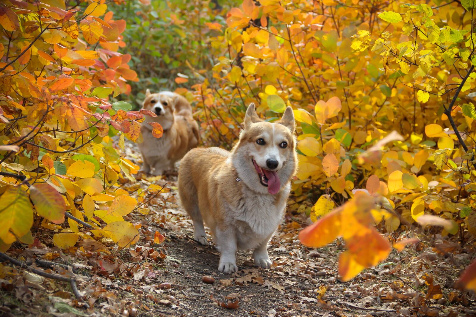 Canon EOS 550D (EOS Rebel T2i / EOS Kiss X4) sample photo. Corgi, dog, autumn photography