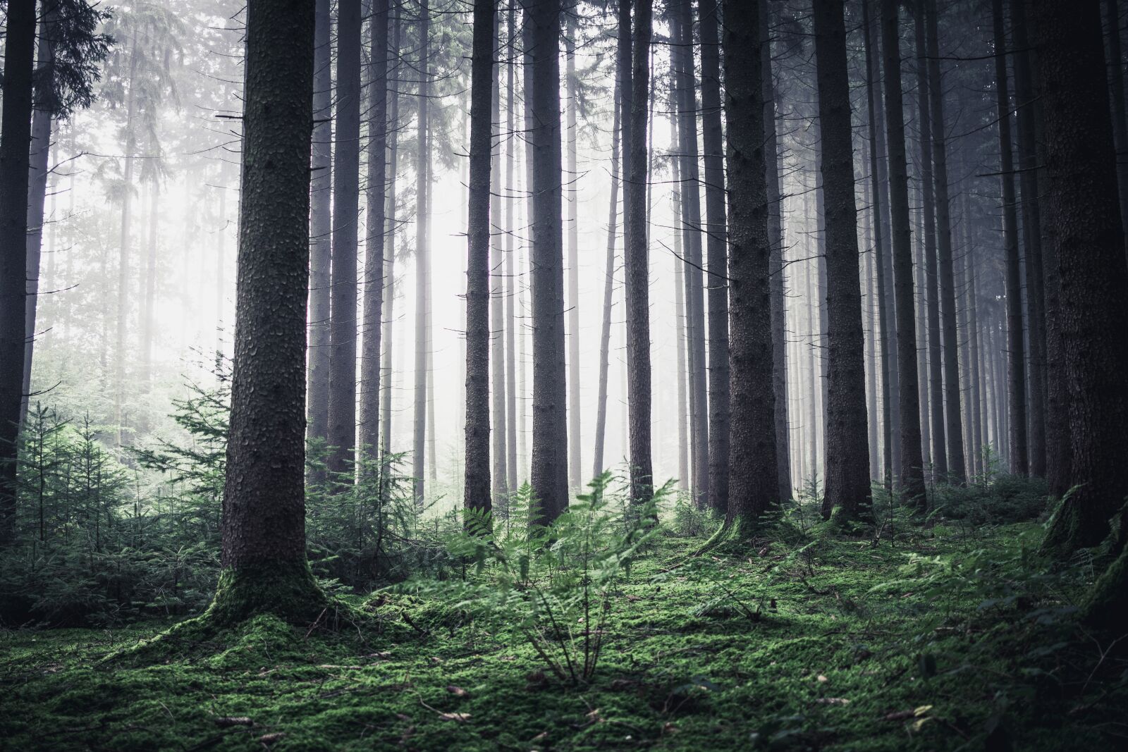 Canon EOS 80D sample photo. Forest, morning, nature photography