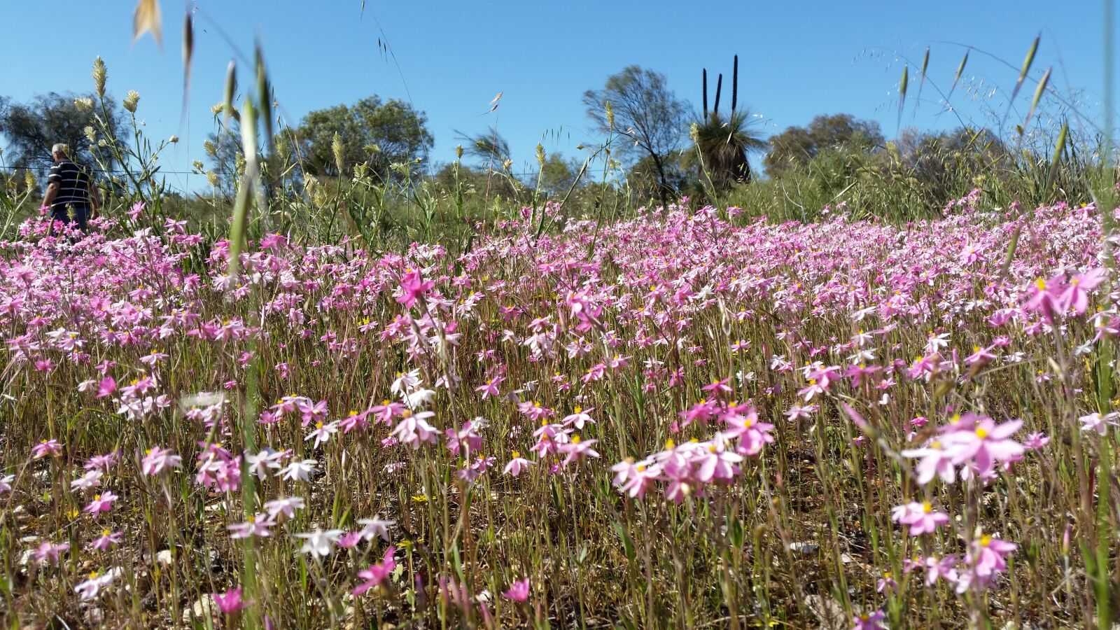 Samsung Galaxy S5 sample photo. Wildflowers, daisies, australian flowers photography