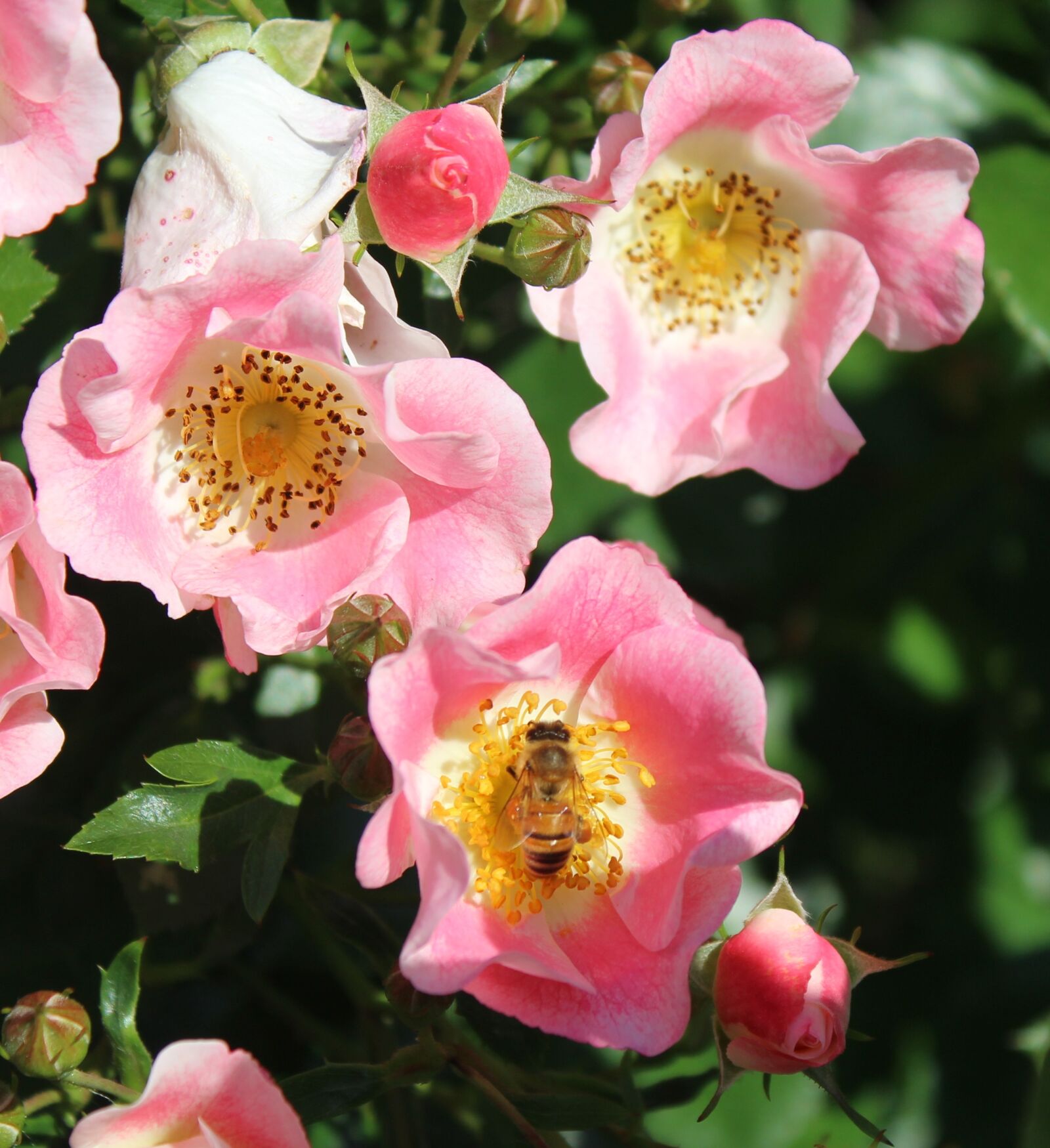 Canon EF-S 18-55mm F3.5-5.6 IS sample photo. Pink roses, pollination, bee photography