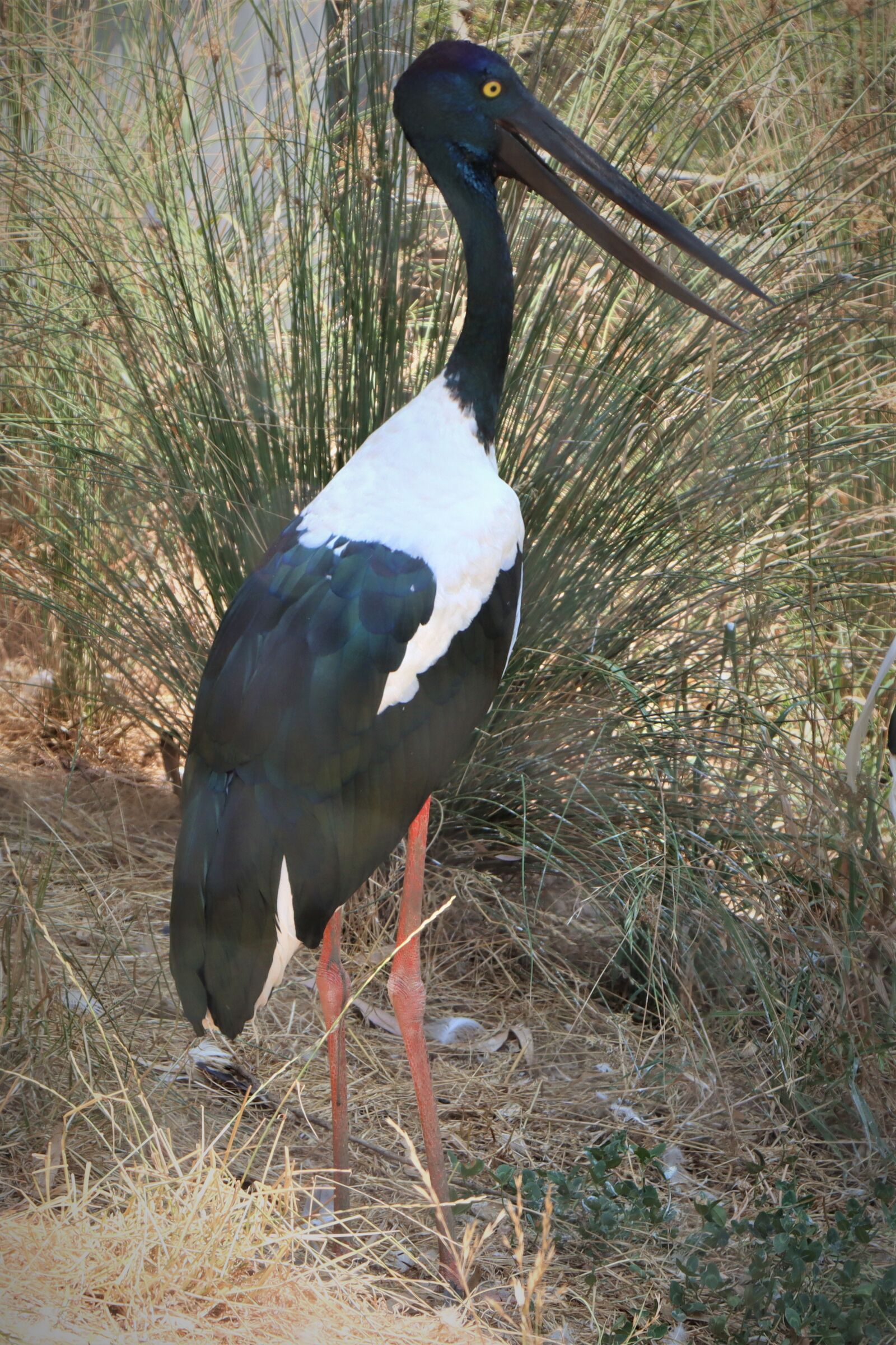 Canon EF-S 18-135mm F3.5-5.6 IS USM sample photo. Black-necked stork, jabiru, standing photography