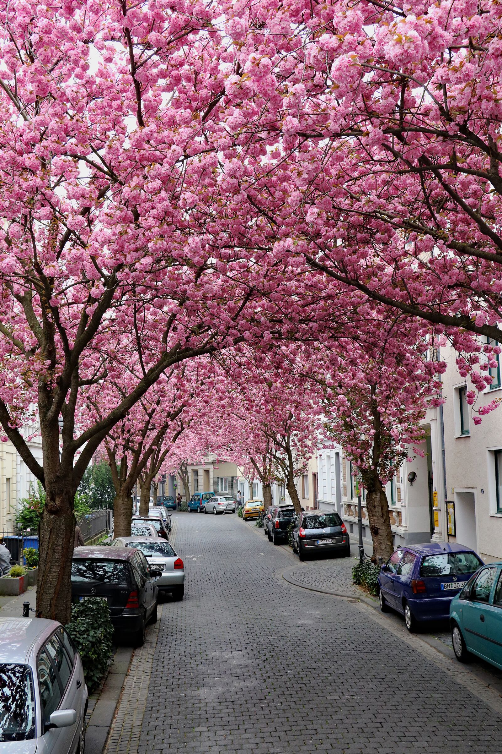 Canon EOS 80D sample photo. Cherry blossom, bonn, pink photography