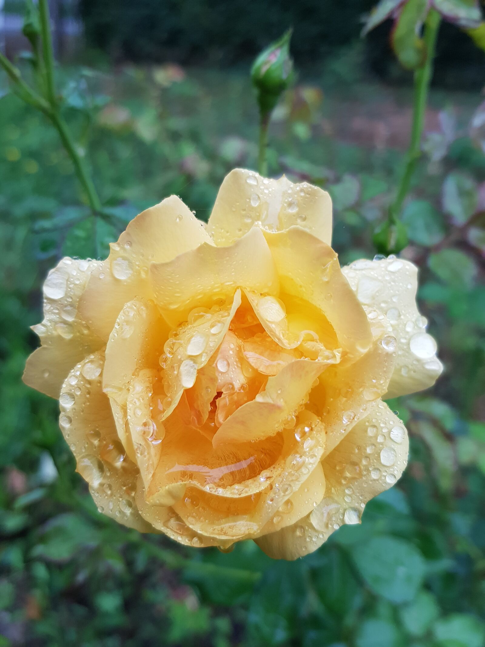 Samsung Galaxy S8 sample photo. Rose, blossom, bloom photography