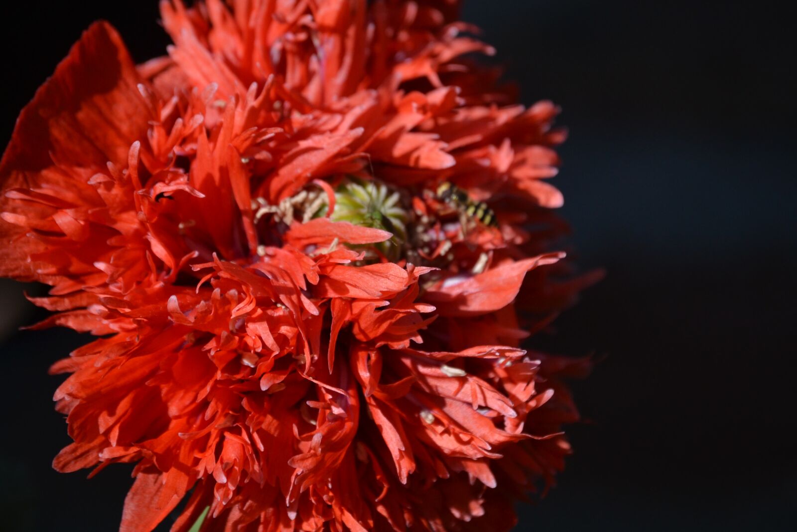 Nikon D3100 sample photo. Nature, flower, plant photography
