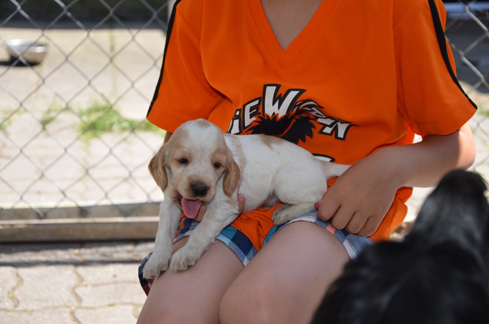 Nikon D5100 sample photo. Puppy, brown, white photography