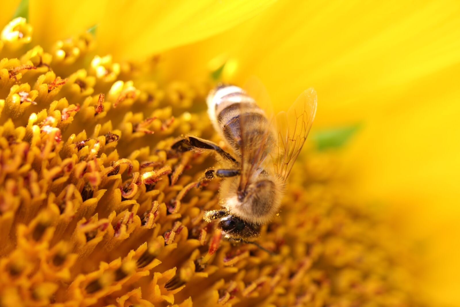 Canon EOS 550D (EOS Rebel T2i / EOS Kiss X4) sample photo. Sunflower, bee, close up photography