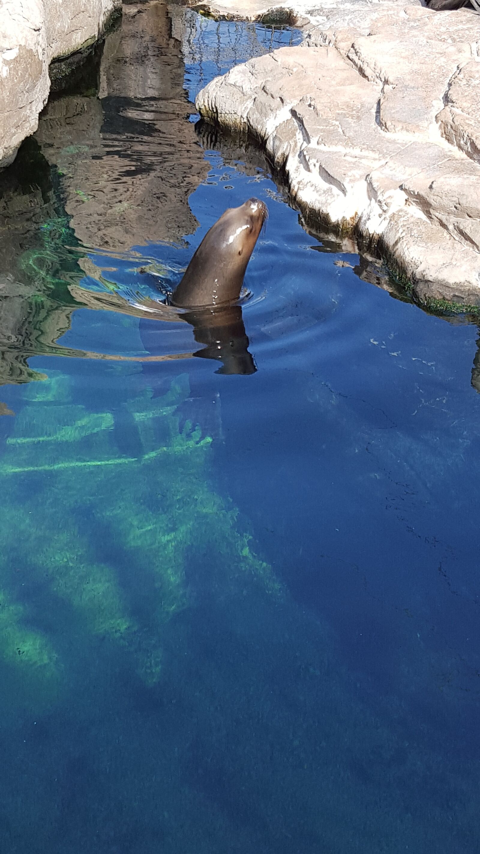 Samsung Galaxy S6 sample photo. Sea lion, animals, park photography