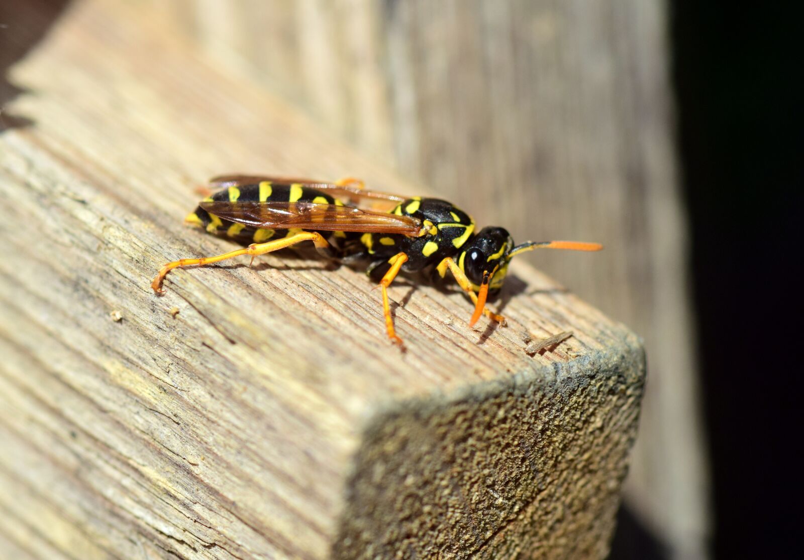 Nikon D3300 sample photo. Wasp, insect, close up photography