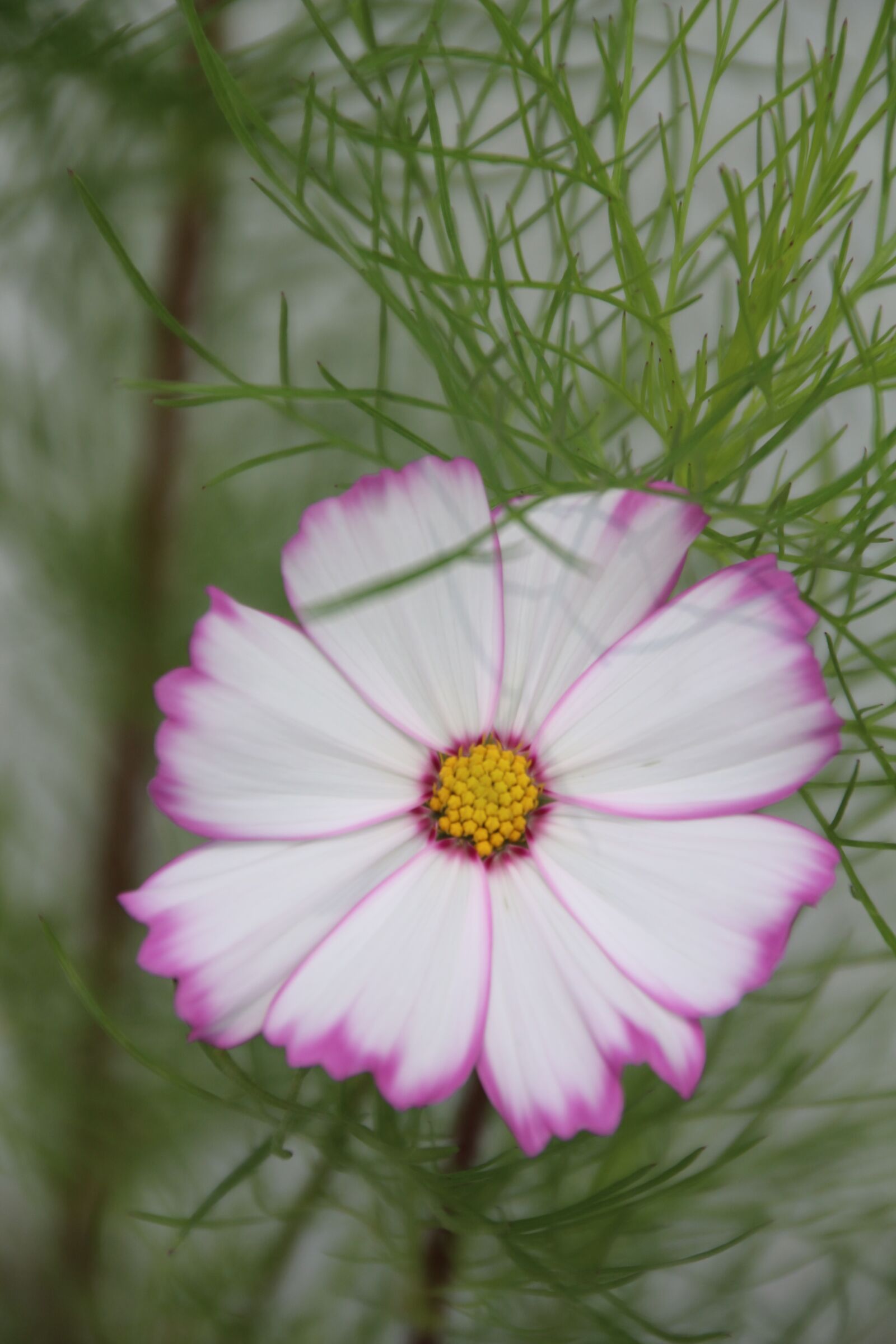 Canon EOS 700D (EOS Rebel T5i / EOS Kiss X7i) sample photo. Cosmos, flower, cosmos pink photography