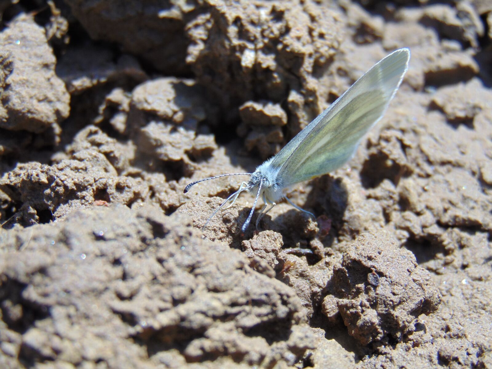 Sony Cyber-shot DSC-H300 sample photo. Spring, butterfly, nature photography