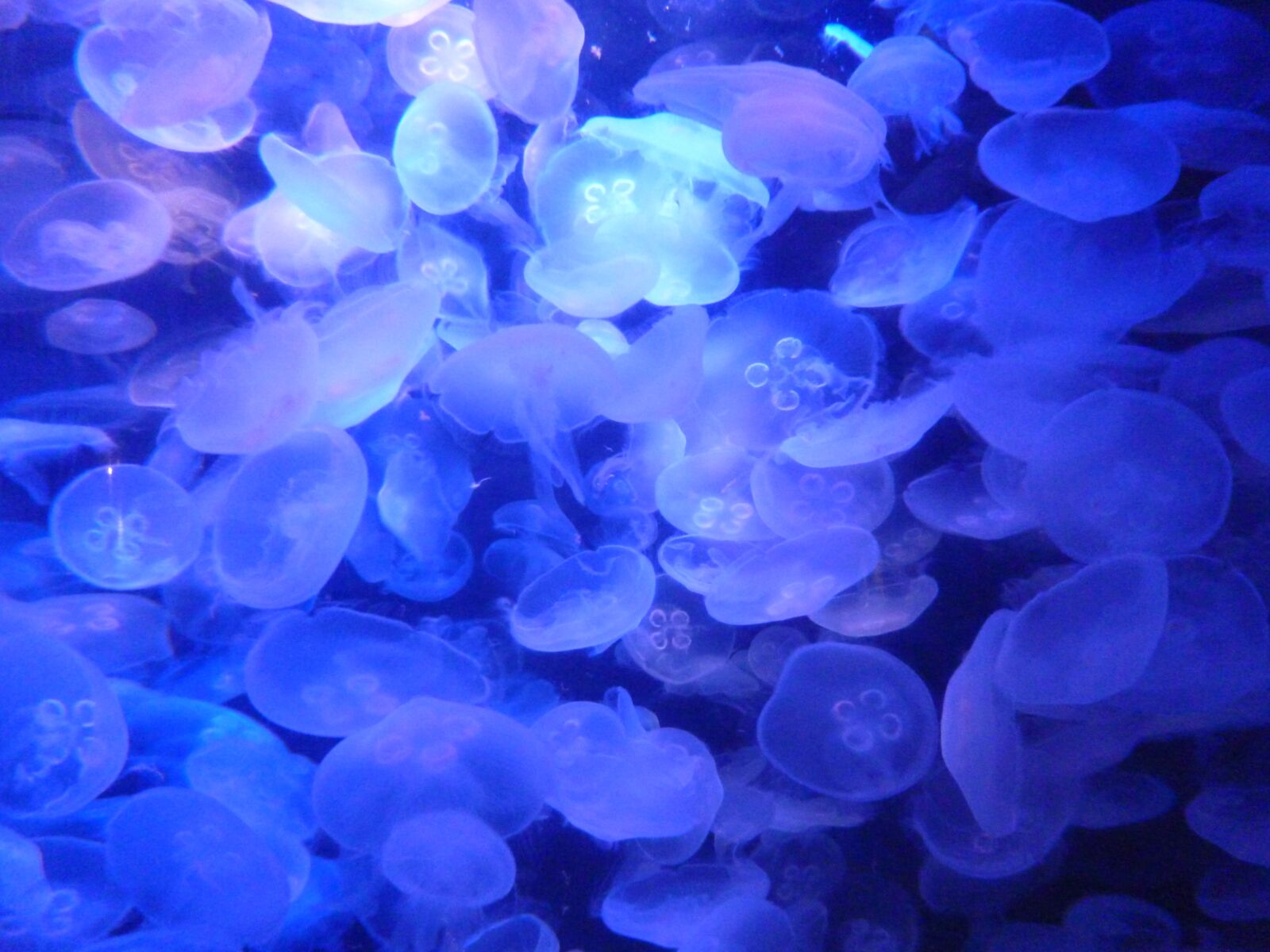 Panasonic DMC-SZ3 sample photo. Jellyfish, aquarium, underwater photography