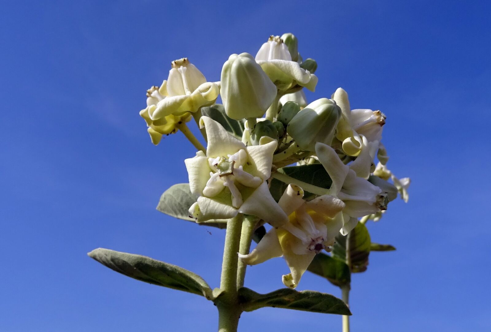 Sony DSC-HX60V sample photo. Crown flower, safed aak photography