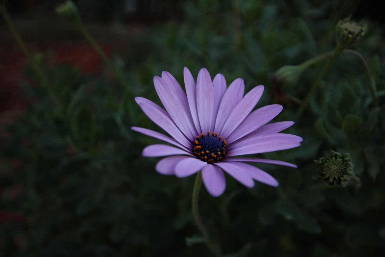 Canon EOS 100D (EOS Rebel SL1 / EOS Kiss X7) sample photo. African daisy, flower, nature photography