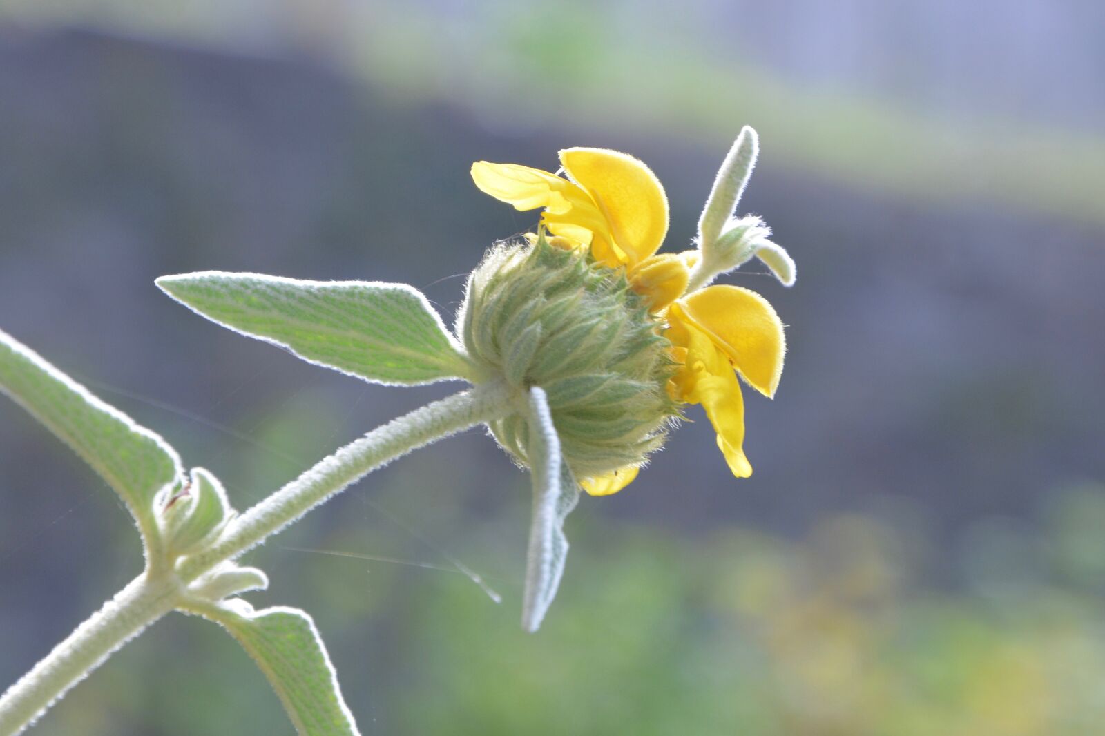 Nikon D5200 sample photo. Flower, yellow, plant photography