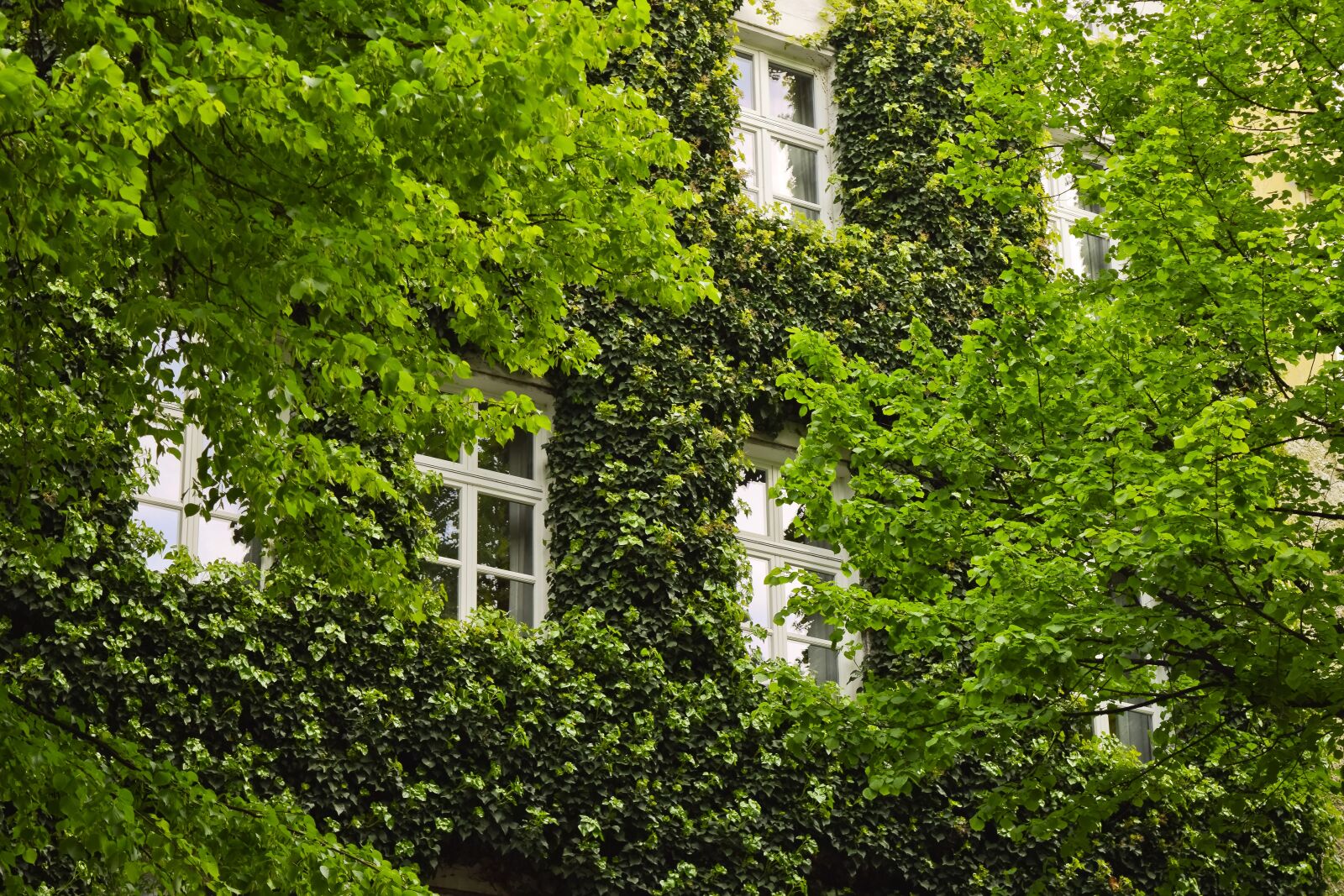 Nikon D3300 sample photo. Plant, ivy, climber plant photography