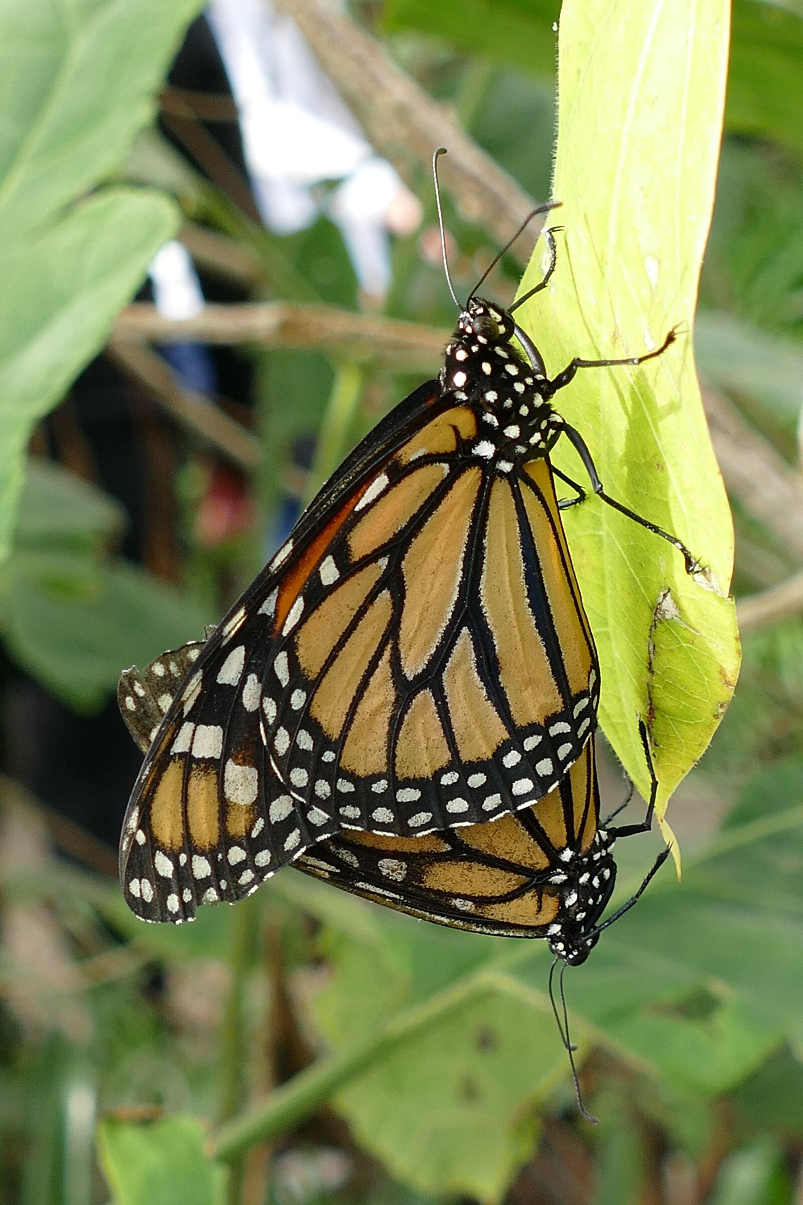Panasonic Lumix DMC-FZ1000 sample photo. Butterflies, insects, butterfly photography