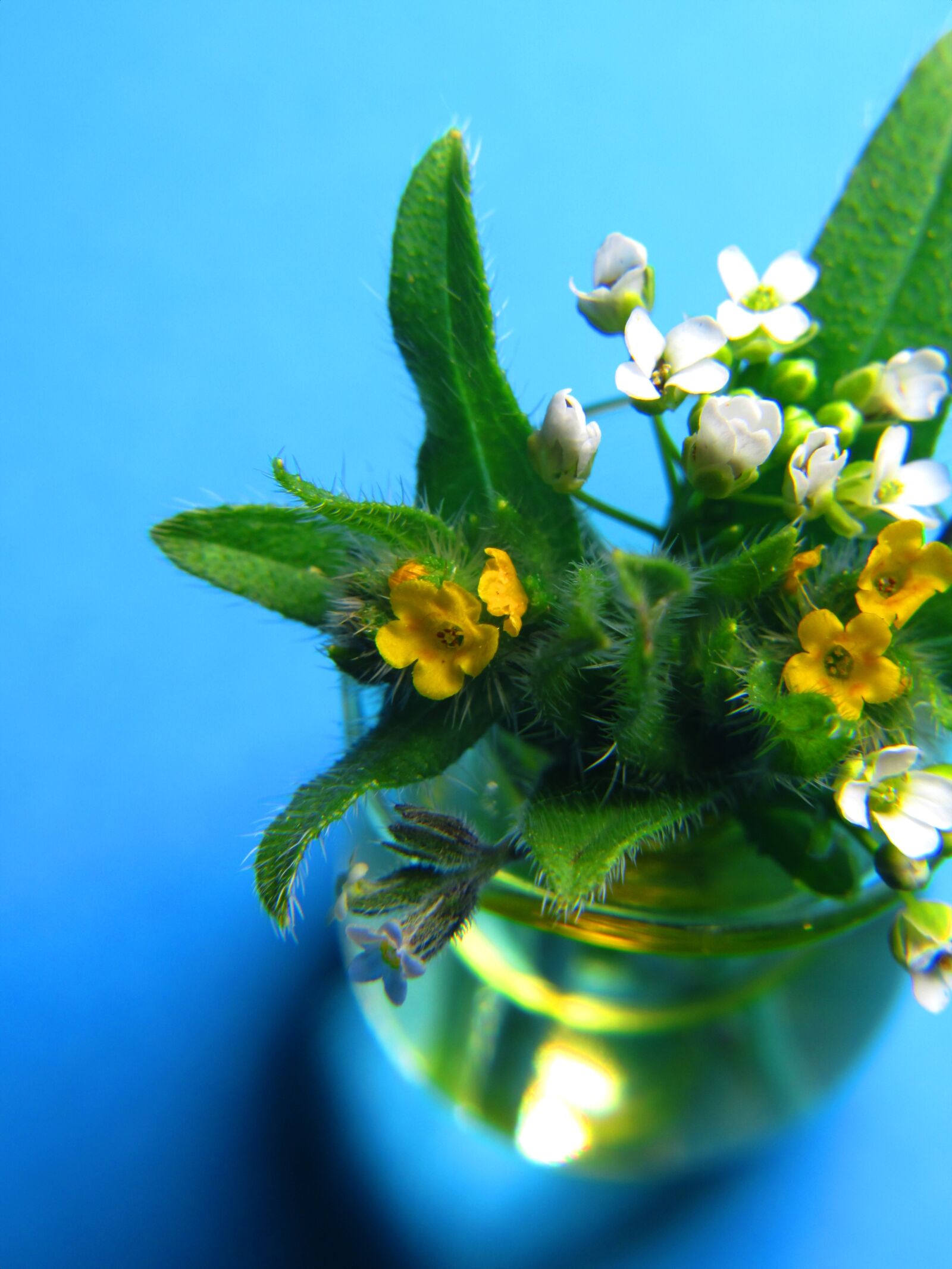 Canon PowerShot SX530 HS sample photo. Mini, bouquet, small photography