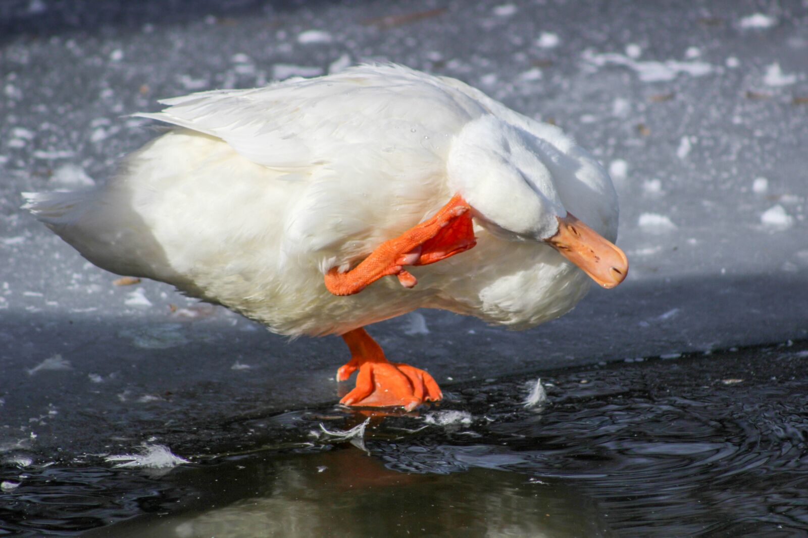 Canon EOS 600D (Rebel EOS T3i / EOS Kiss X5) sample photo. Water, bird, wildlife photography