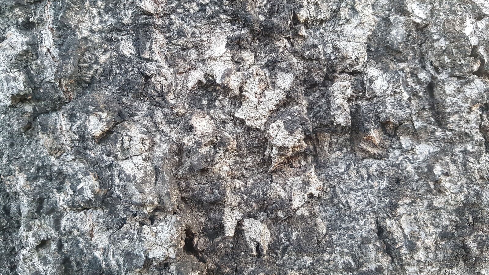 Samsung Galaxy S7 sample photo. Tree, bark, nature photography