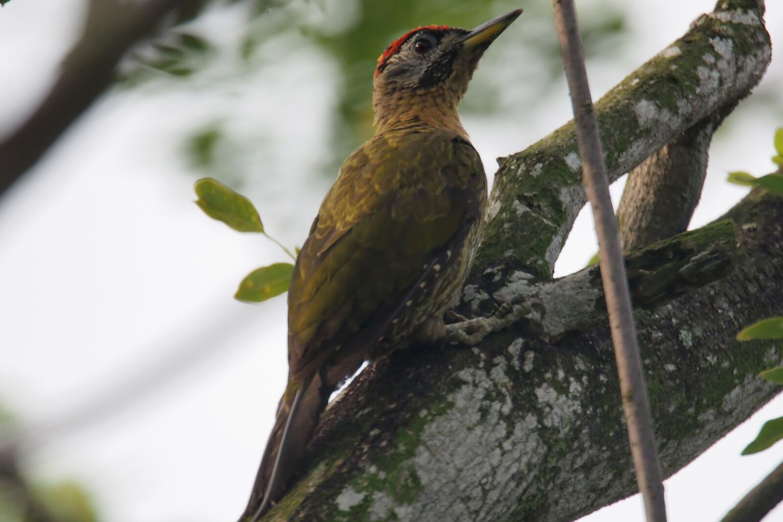 Tokina SD 400mm f/5.6 sample photo. Lace woodpecker male, perch photography