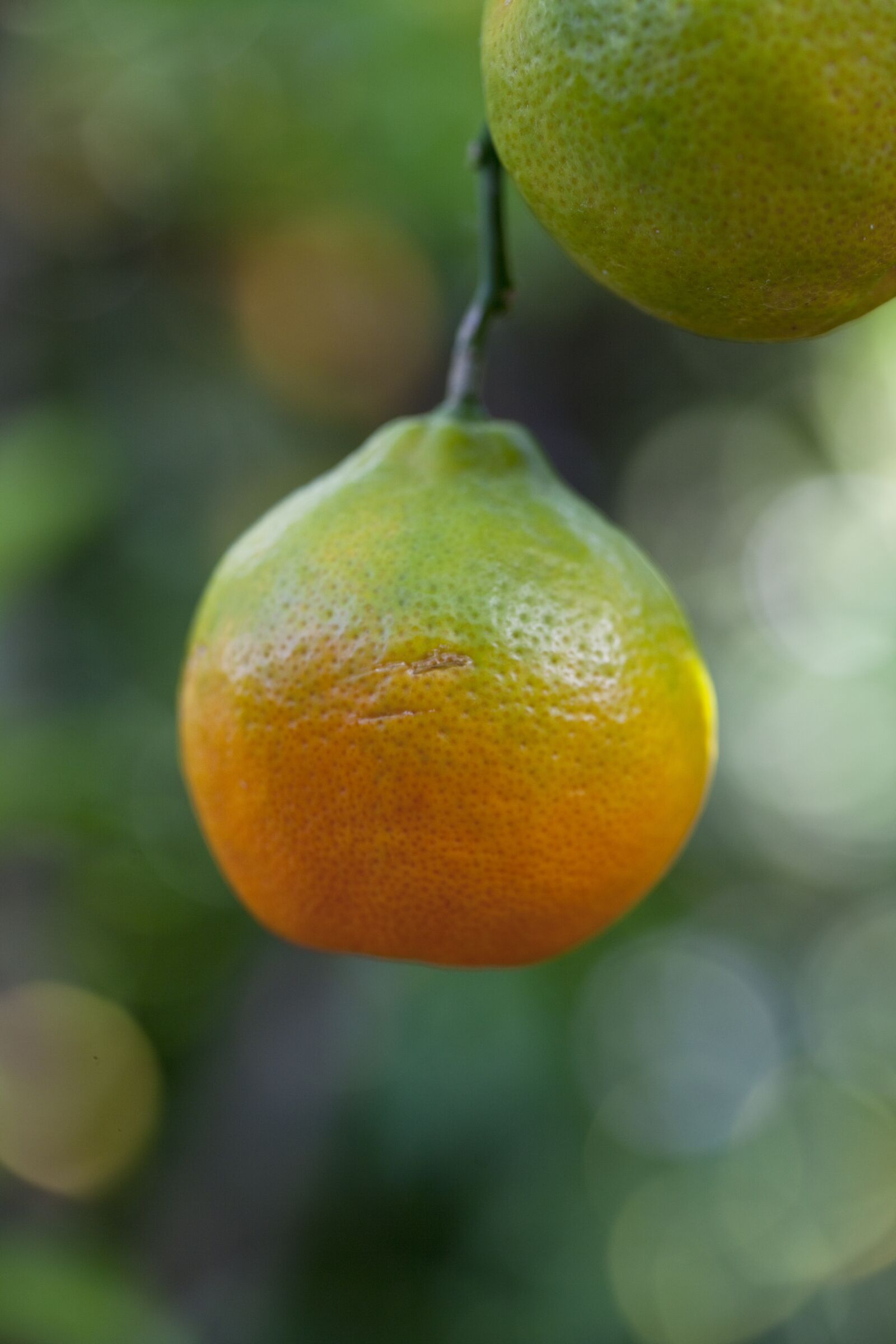 Canon EOS 5D Mark II sample photo. Lemon, orange, citrus photography