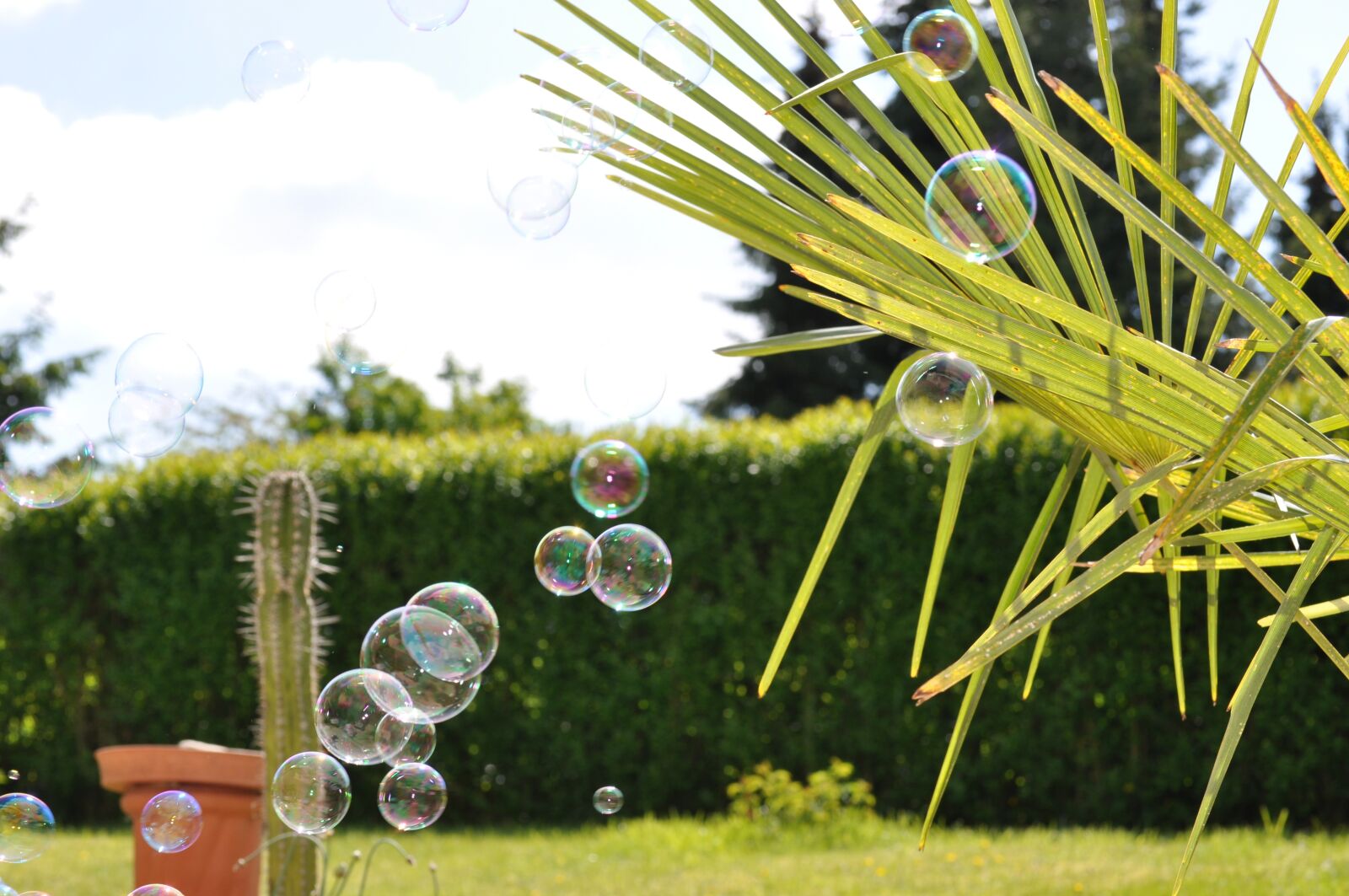 Nikon D5000 sample photo. Sch nwetter, sun, soap photography