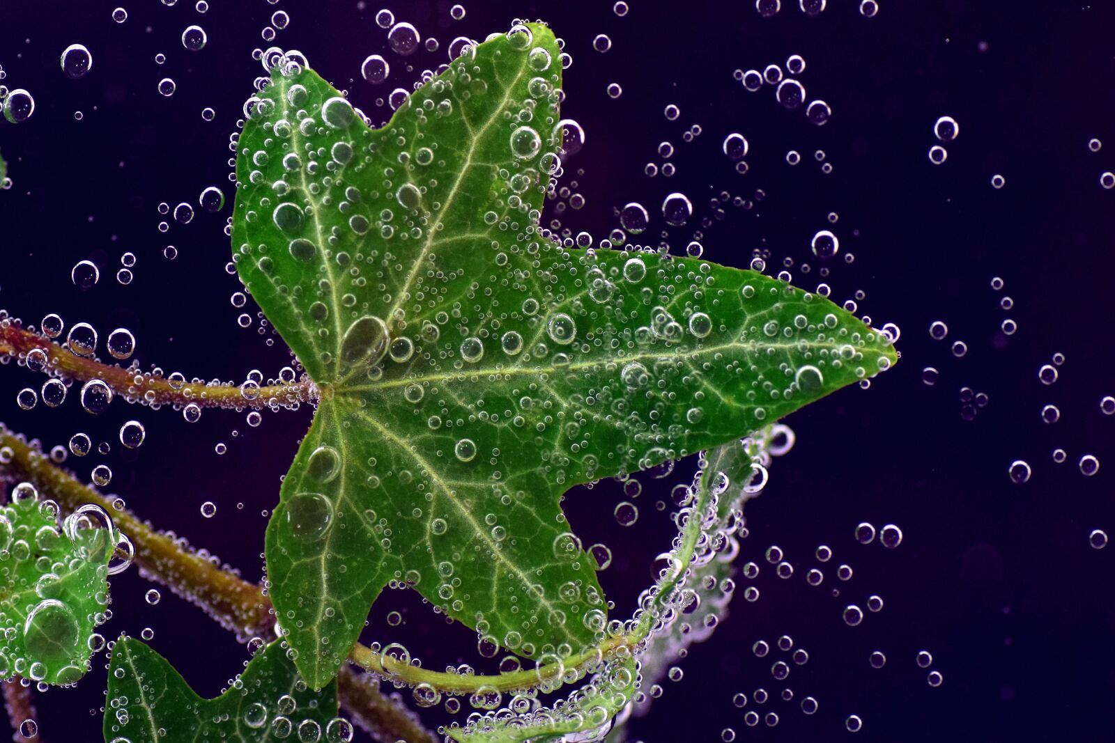 Nikon D3300 sample photo. Ivy, underwater, ivy underwater photography