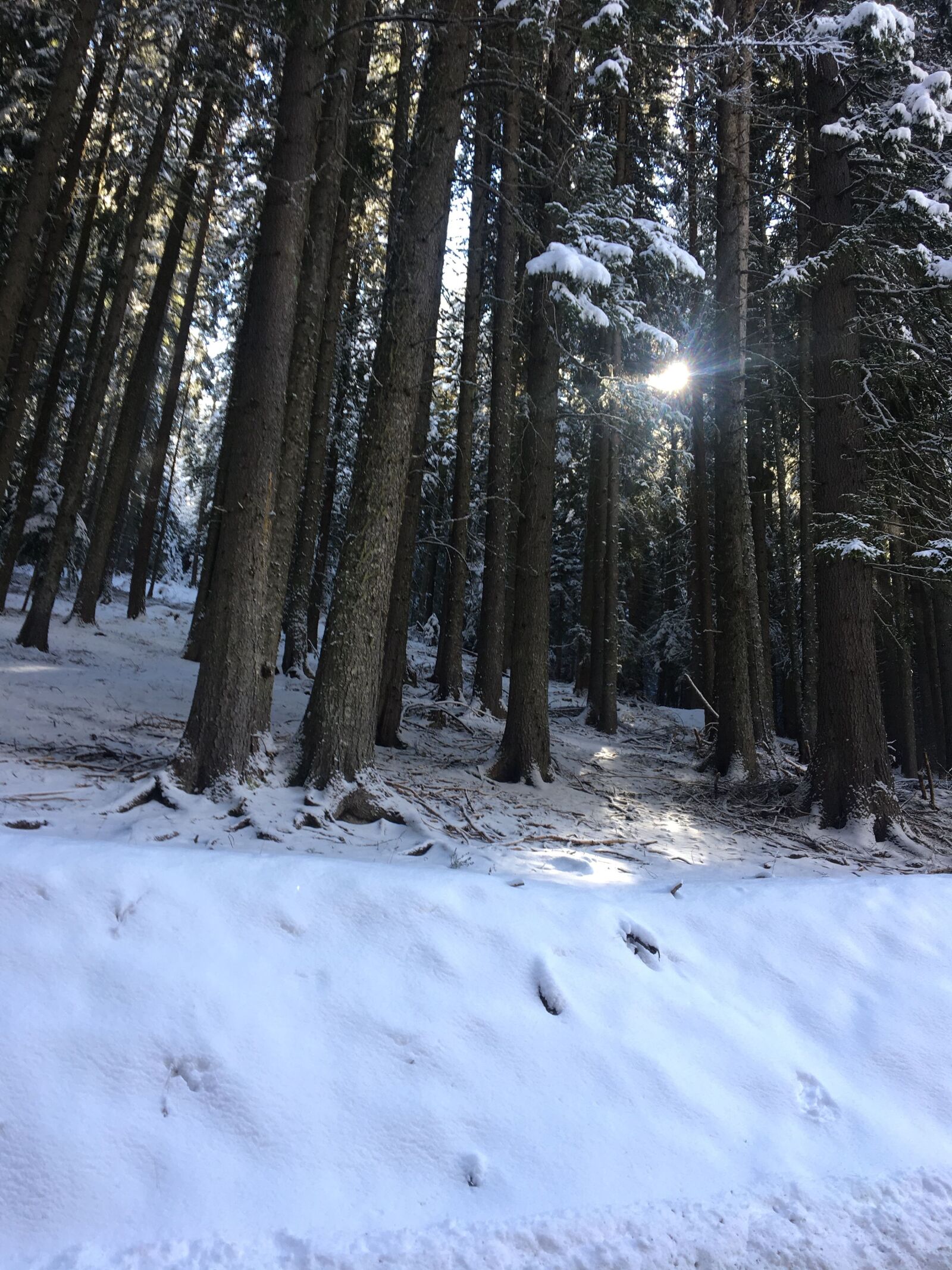 Apple iPhone 6s sample photo. Bansko, pirin, forest photography
