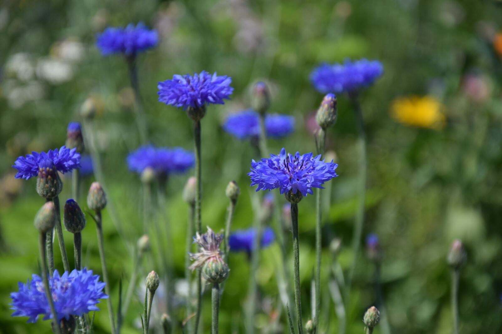 Nikon D3300 sample photo. Flower field, purple, flowers photography
