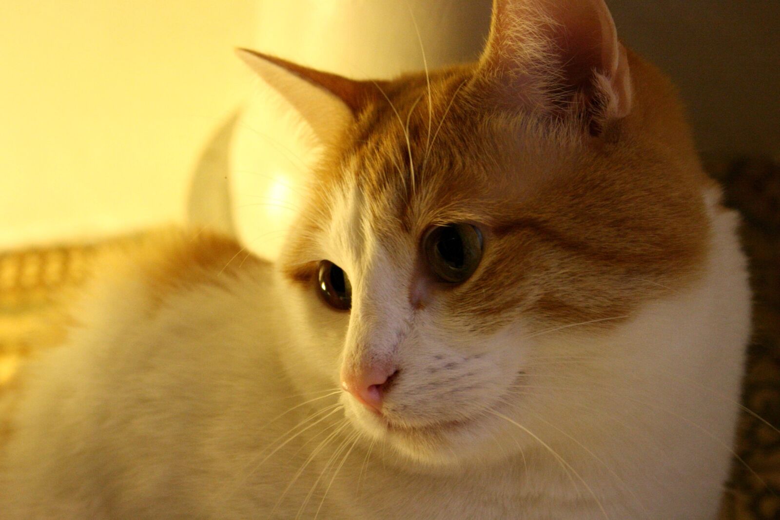 Canon EOS 1000D (EOS Digital Rebel XS / EOS Kiss F) + f/3.5-5.6 IS sample photo. Orange cat, white kitty photography