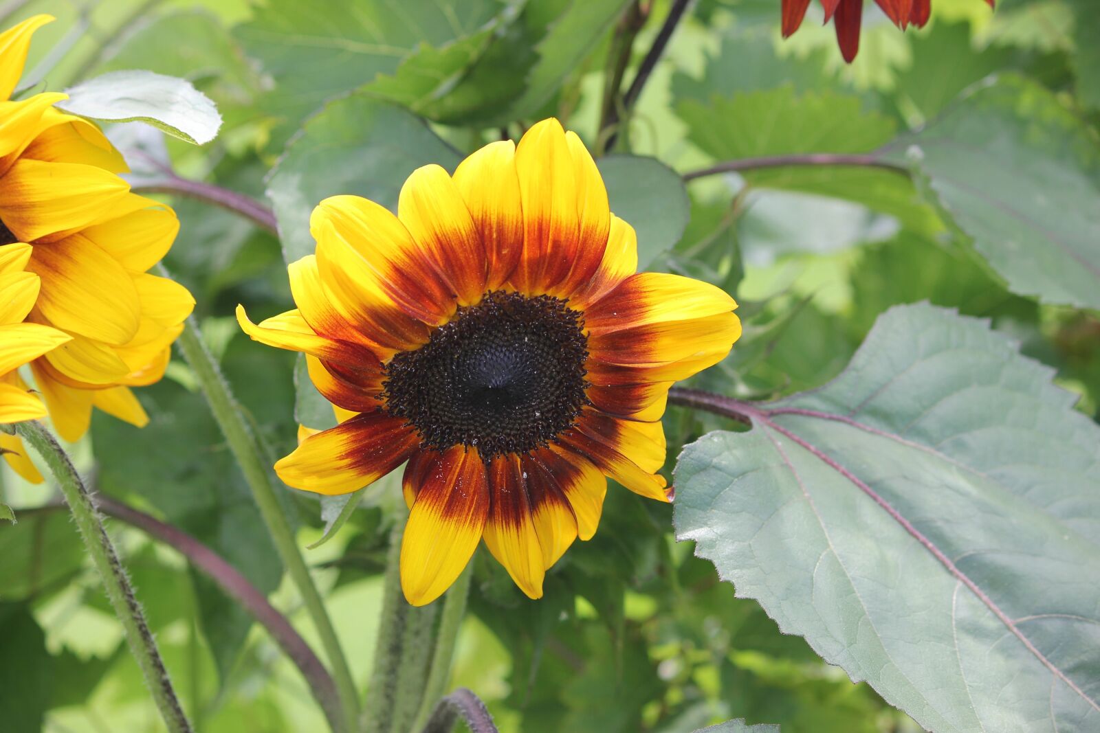 Canon EOS 550D (EOS Rebel T2i / EOS Kiss X4) sample photo. Sunflower, alone, summer photography
