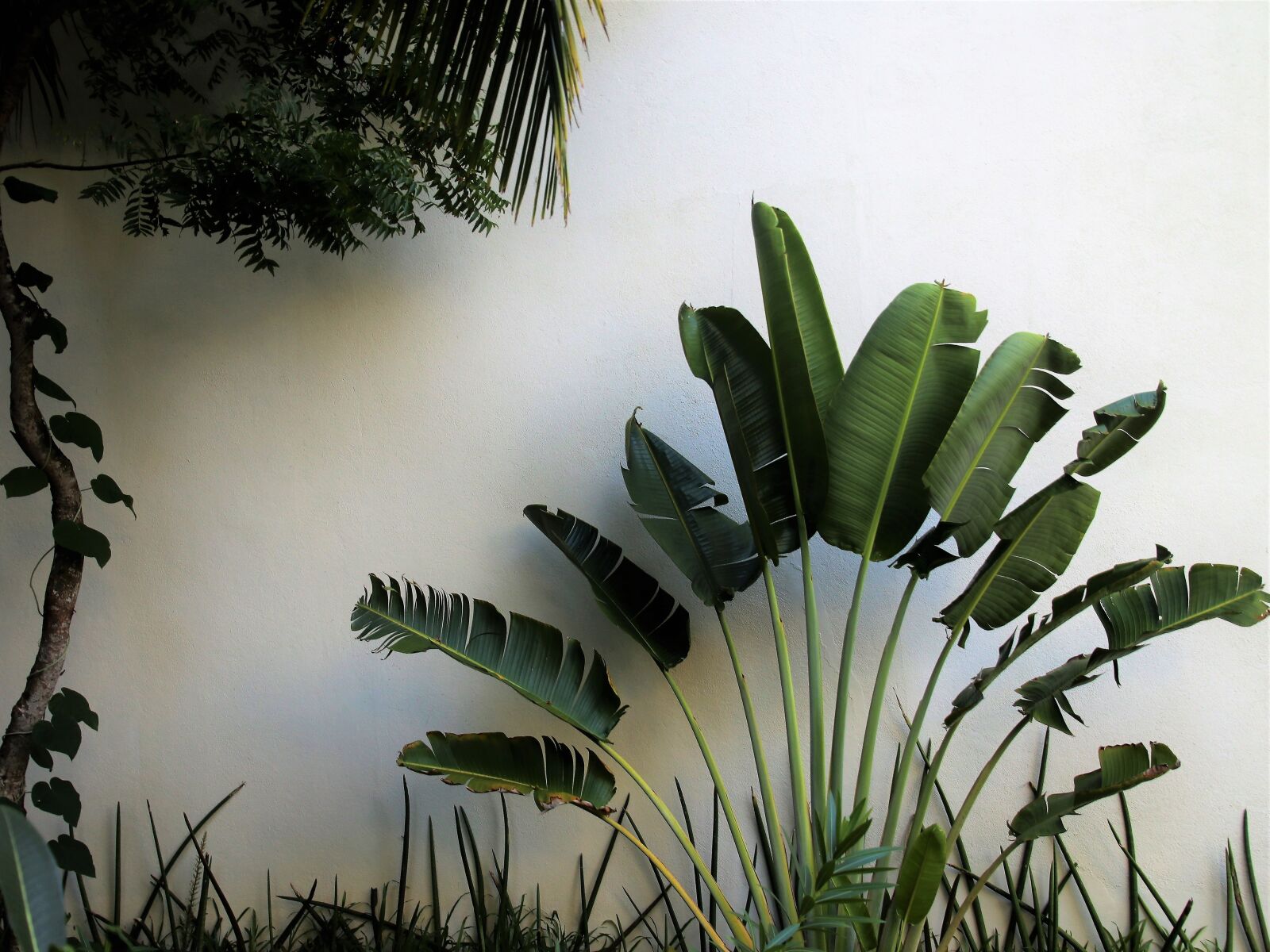 Canon EOS 80D sample photo. Exotic, palm trees, range photography