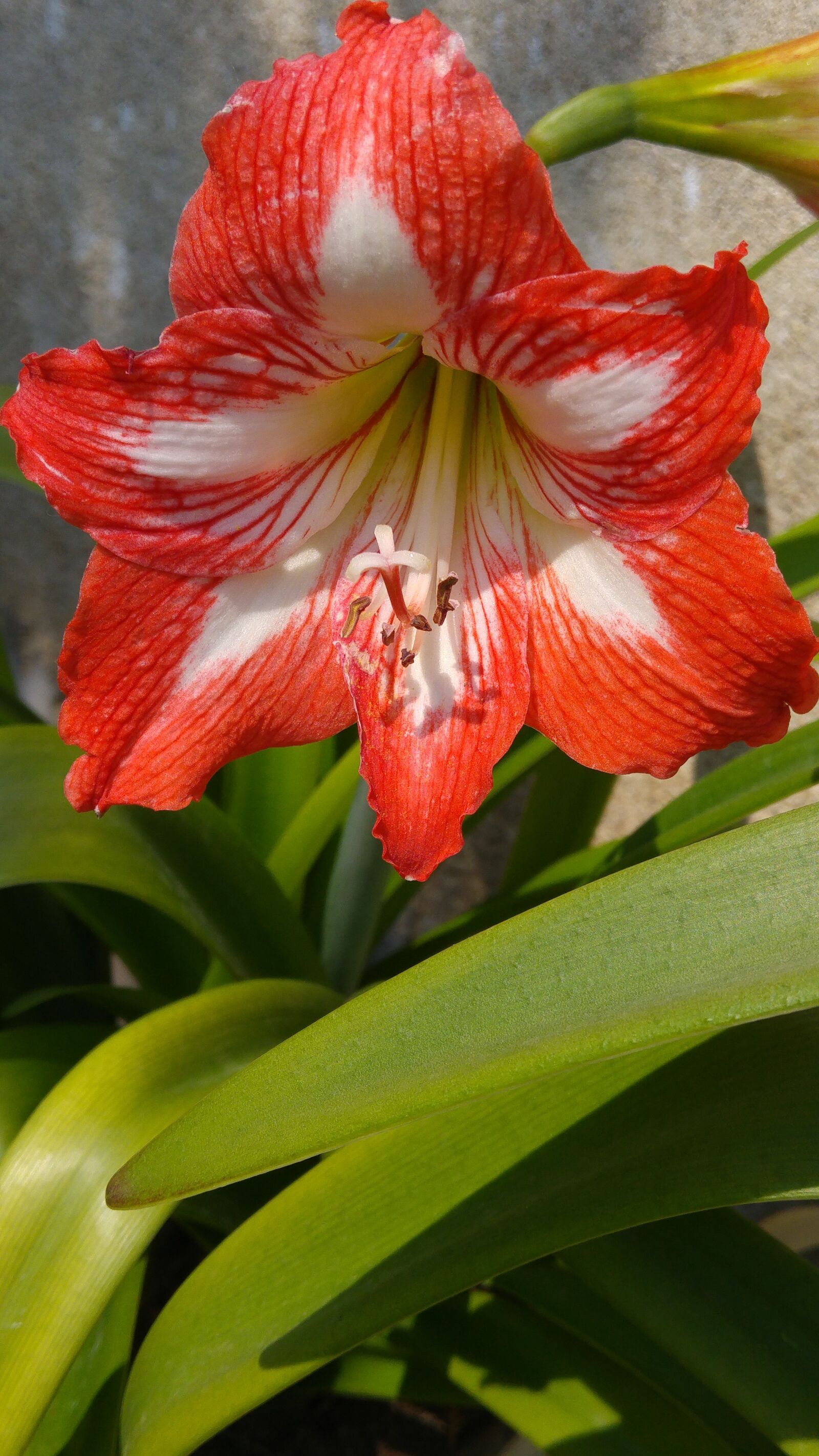 LG G4 sample photo. Lilium, nature, pollen photography