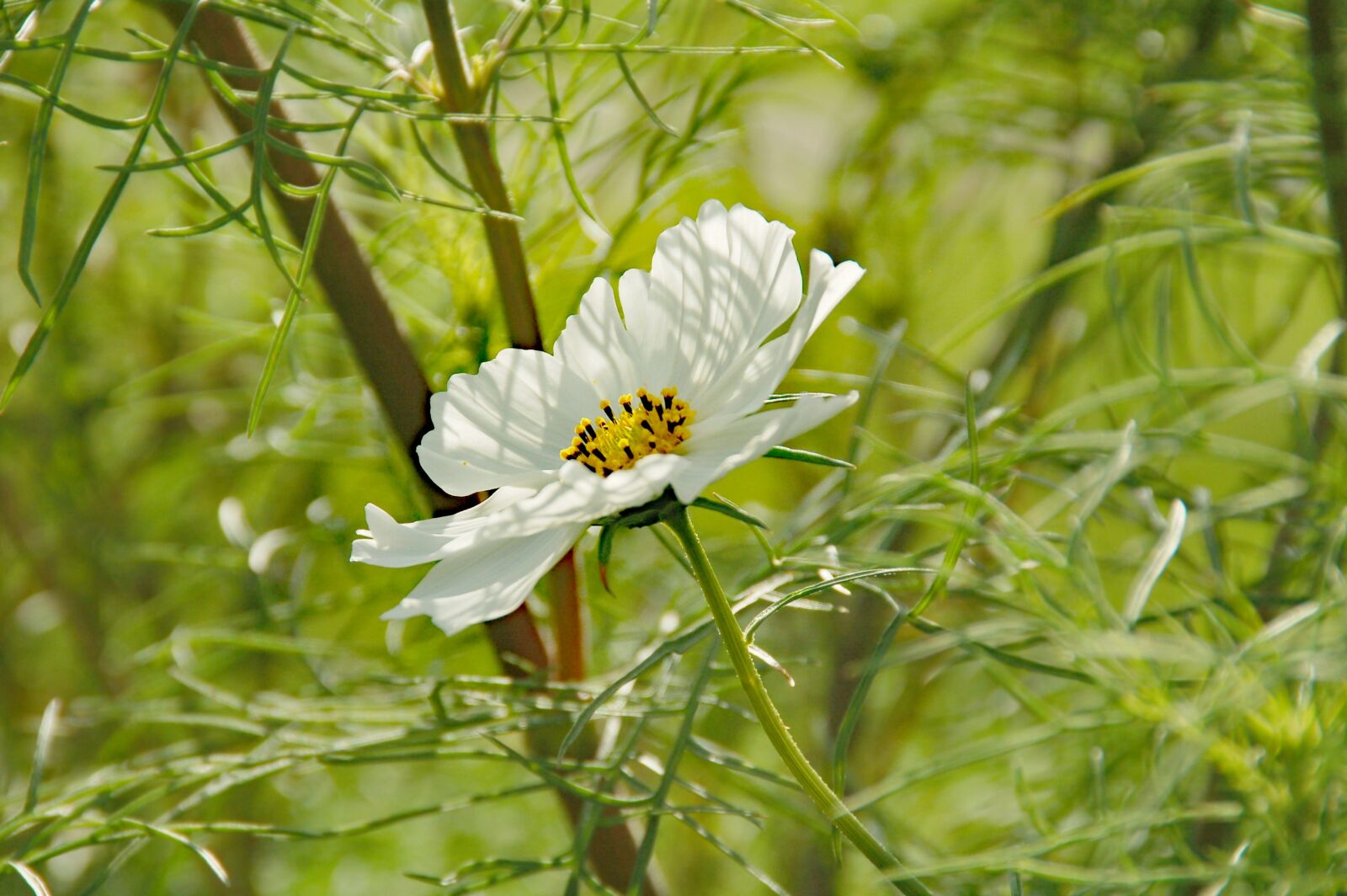 Nikon D50 sample photo. White, flower, heart photography