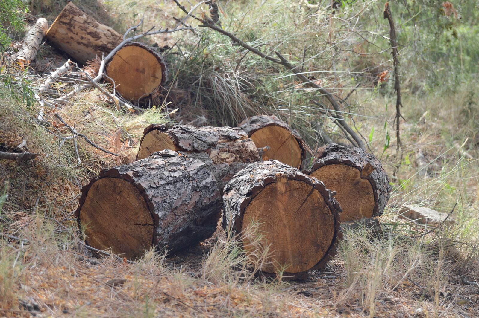 Nikon D3200 sample photo. Trunks, wood cut, wood photography