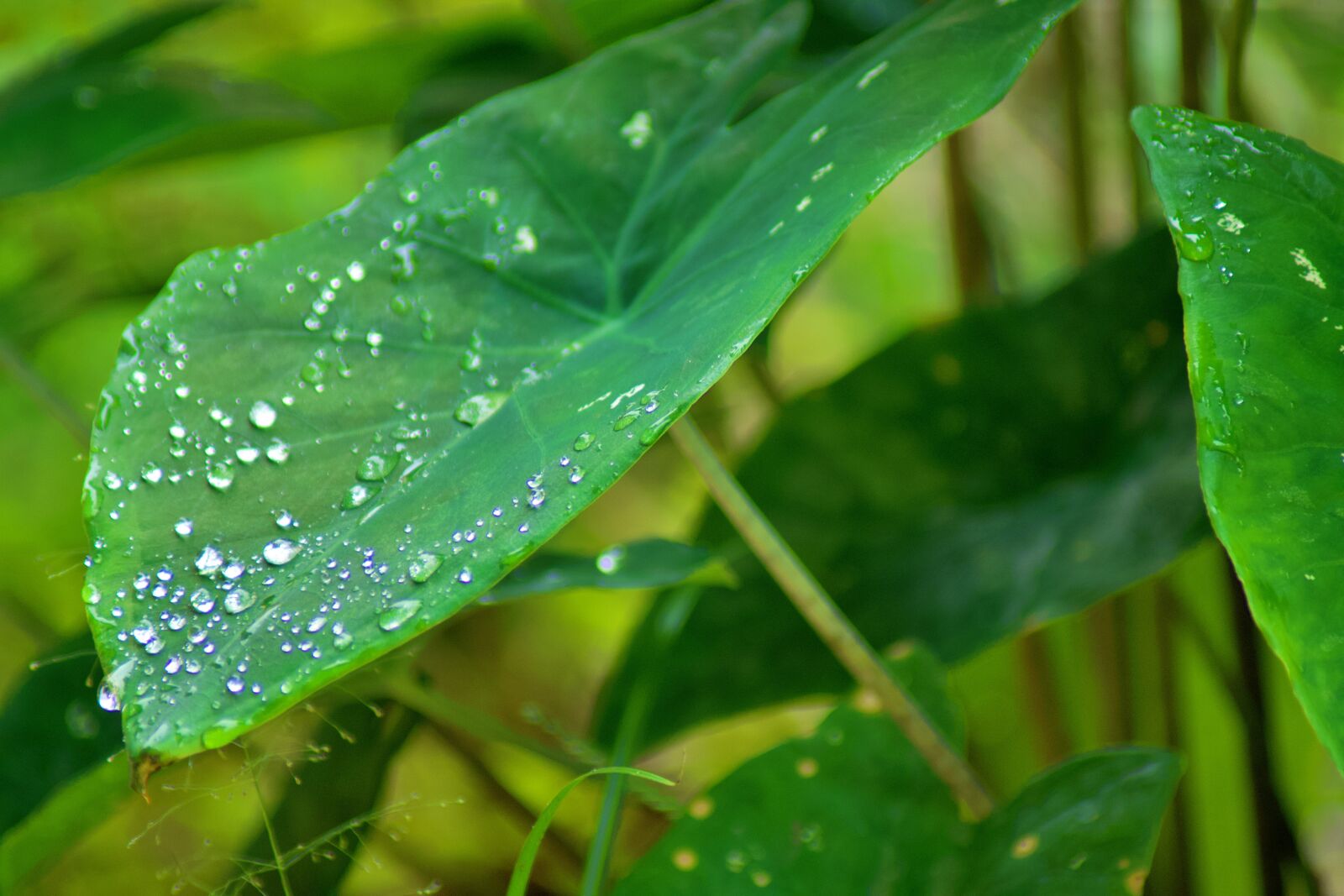 Nikon D7500 sample photo. Leaf, water, green photography