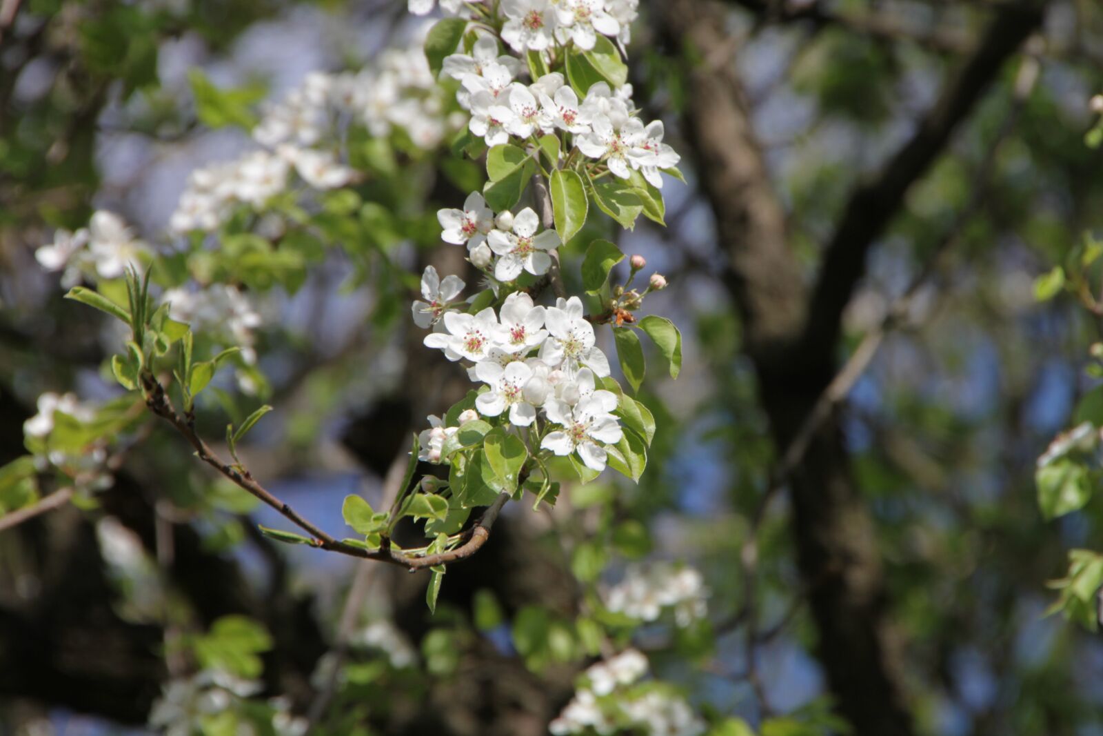 Canon EOS 500D (EOS Rebel T1i / EOS Kiss X3) sample photo. Blossom, flower, floral photography