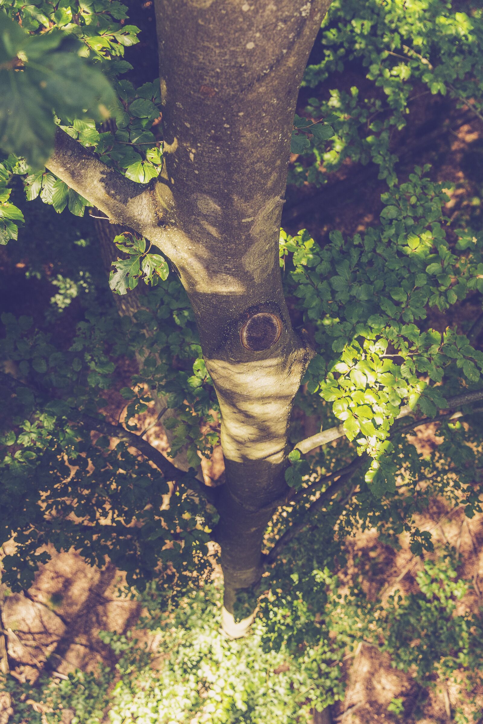 Canon EF 24-70mm F2.8L II USM sample photo. Treetop, path, from above photography