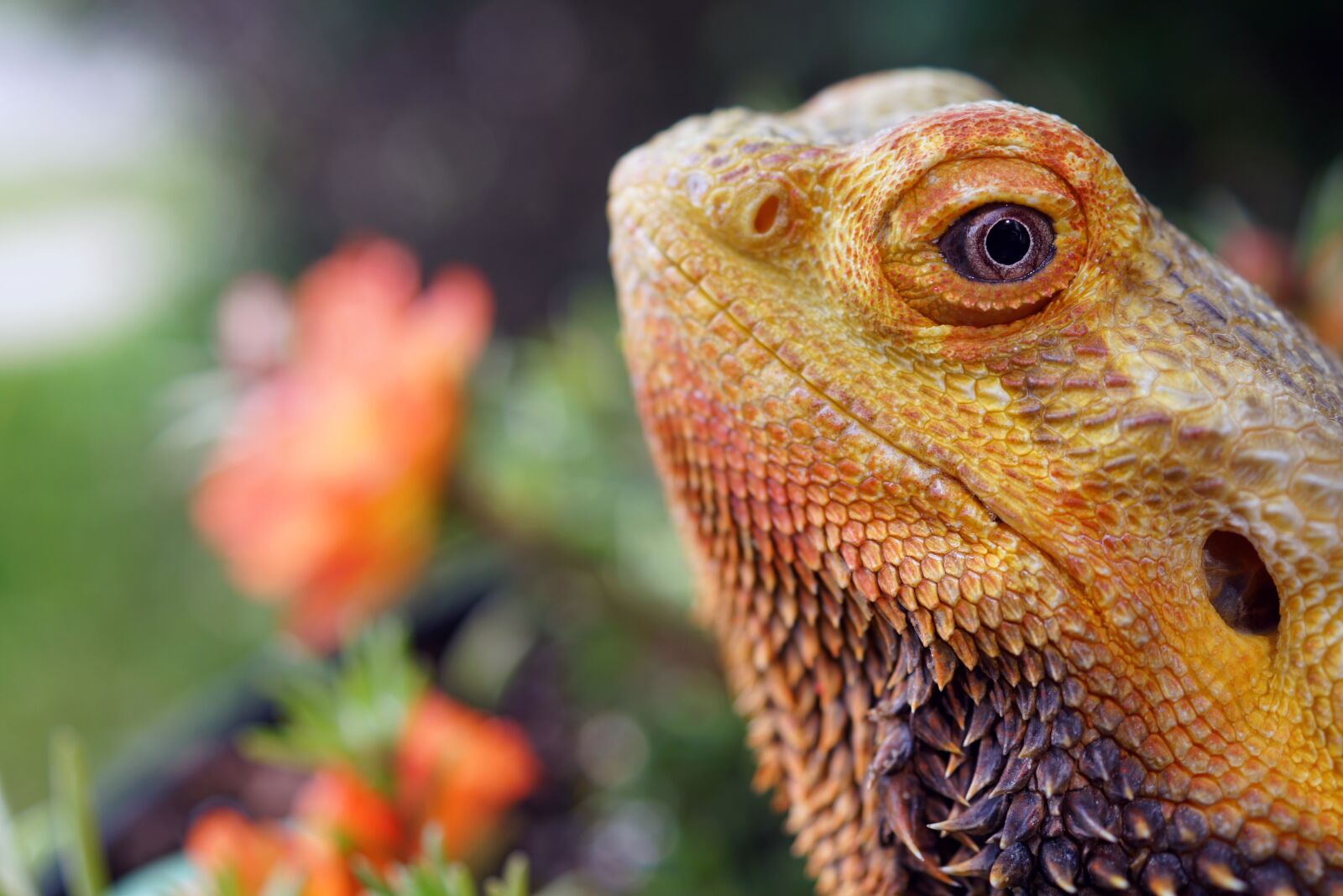 Sony DT 30mm F2.8 Macro SAM sample photo. Bearded dragon, lizard, reptile photography