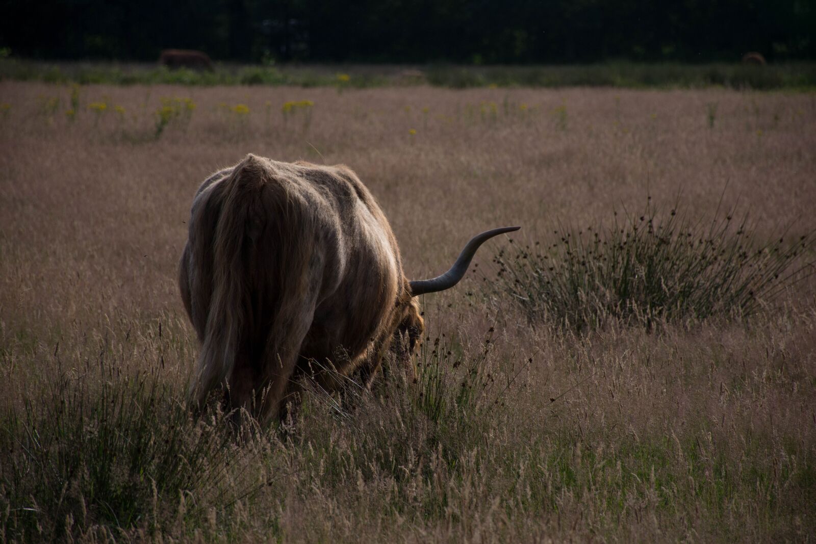 Nikon D7200 sample photo. Mammals, no person, wildlife photography