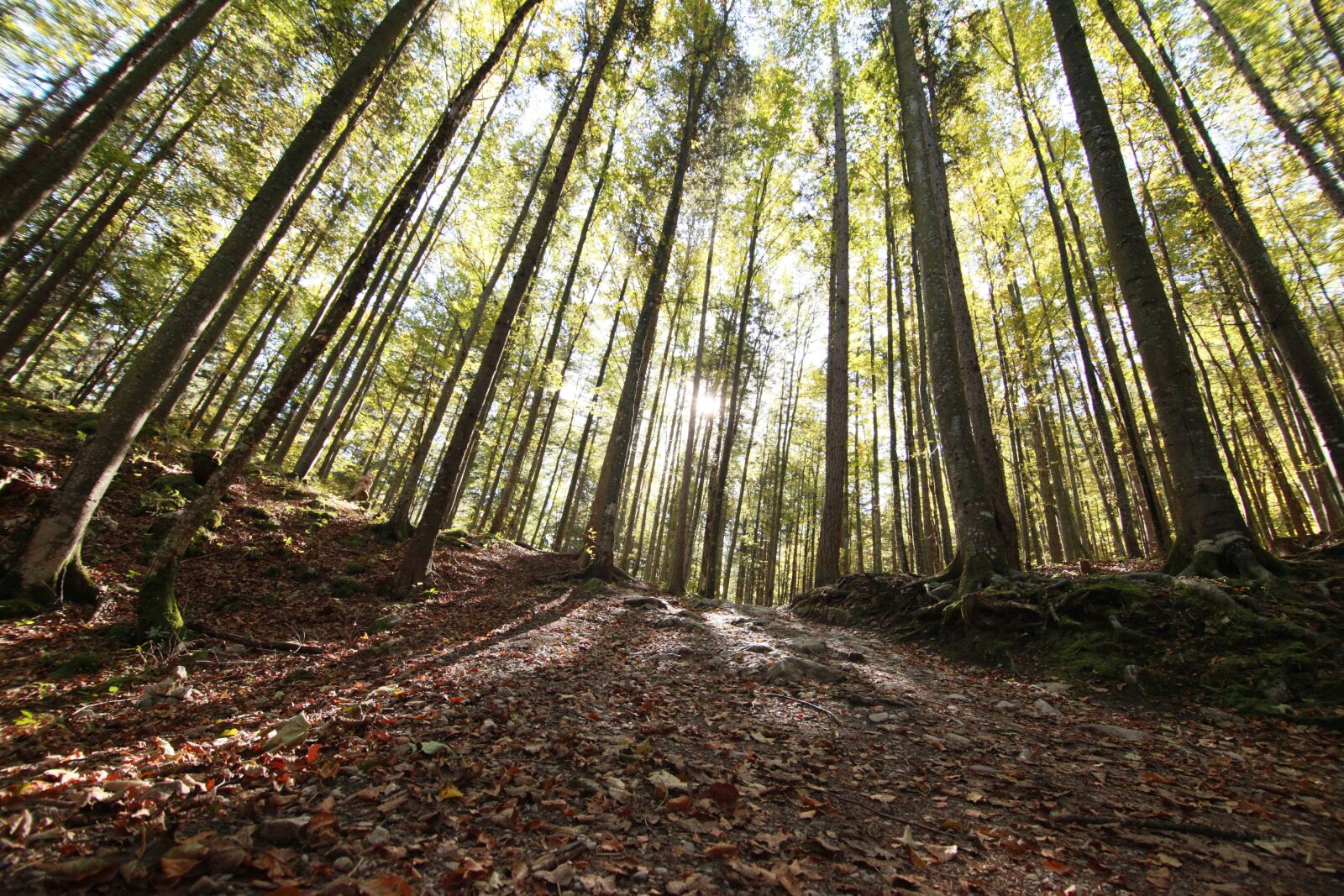 Canon EOS 5D Mark II sample photo. Tree, wood, forest photography