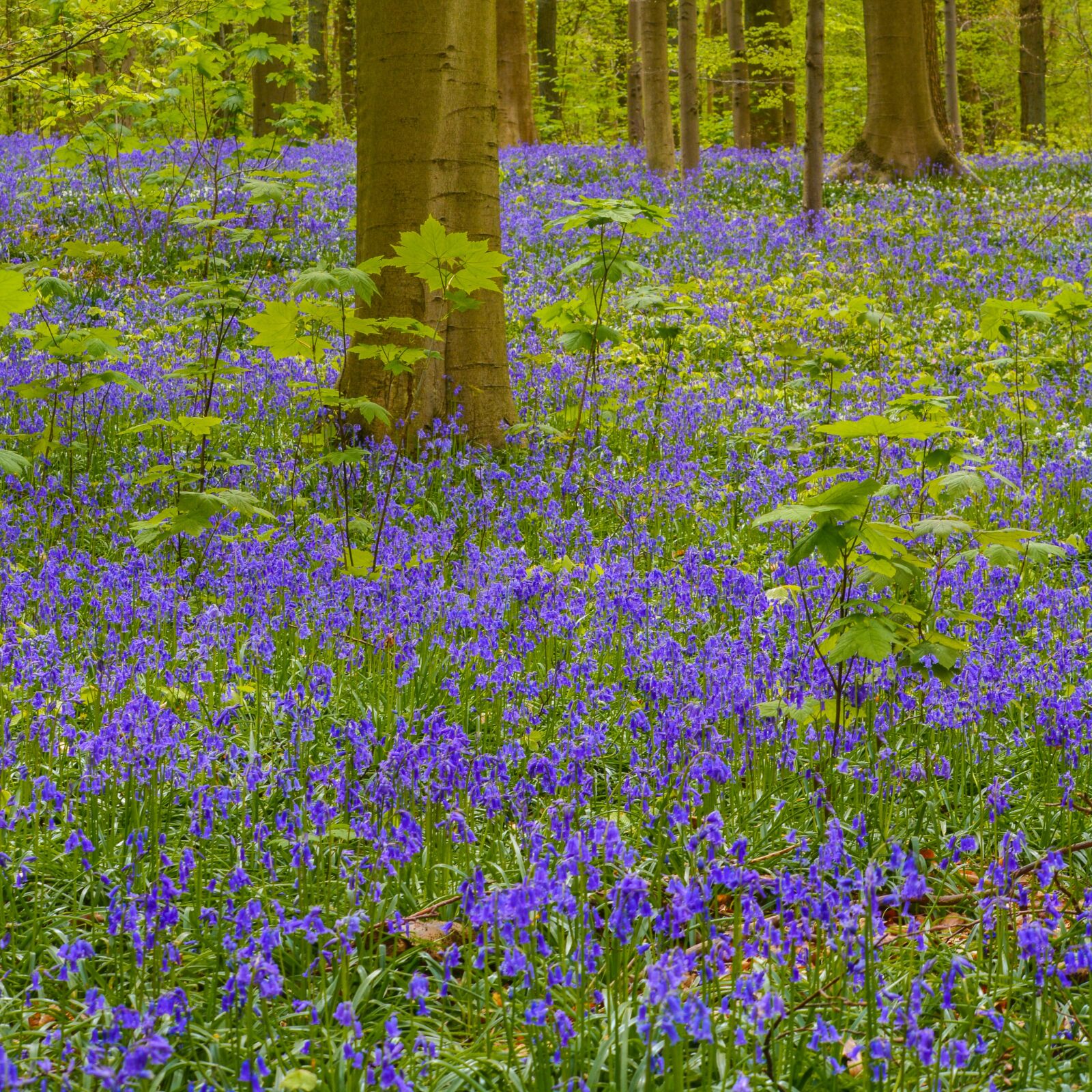 Nikon D5200 sample photo. Nature, forest, hallerbos photography