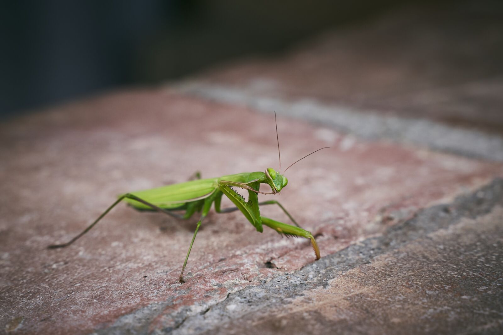 Sony a7 III + Tamron 28-75mm F2.8 Di III RXD sample photo. Praying mantis, european, insect photography