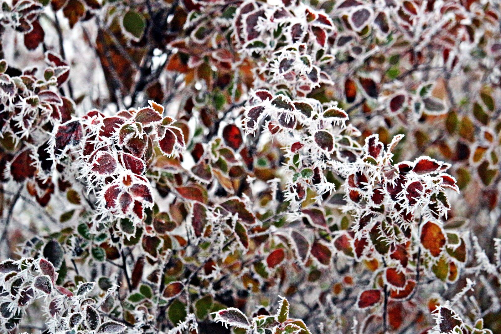 Canon EOS 100D (EOS Rebel SL1 / EOS Kiss X7) sample photo. Frost, leaves, hoarfrost photography
