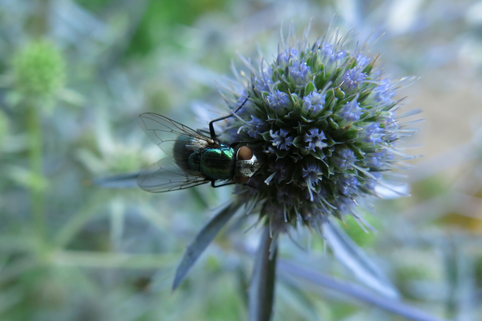 Canon PowerShot G15 sample photo. Goldfliege, fly, insect photography