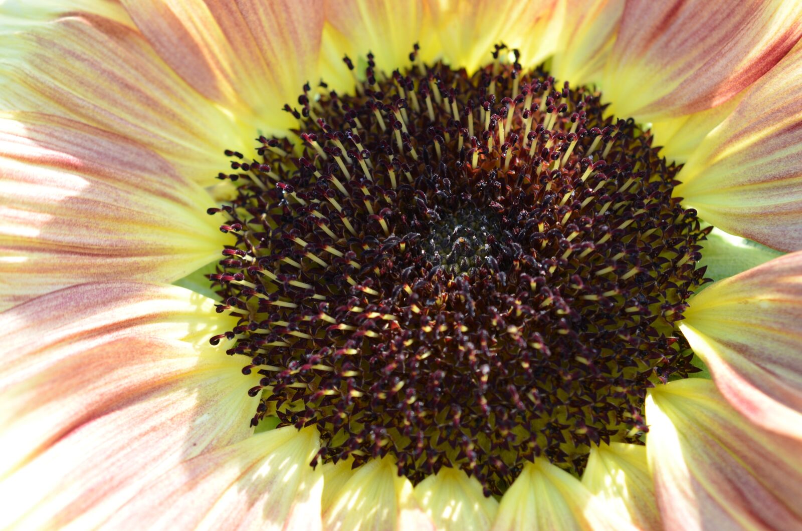 Nikon D5100 sample photo. Flower, blossom, bloom photography