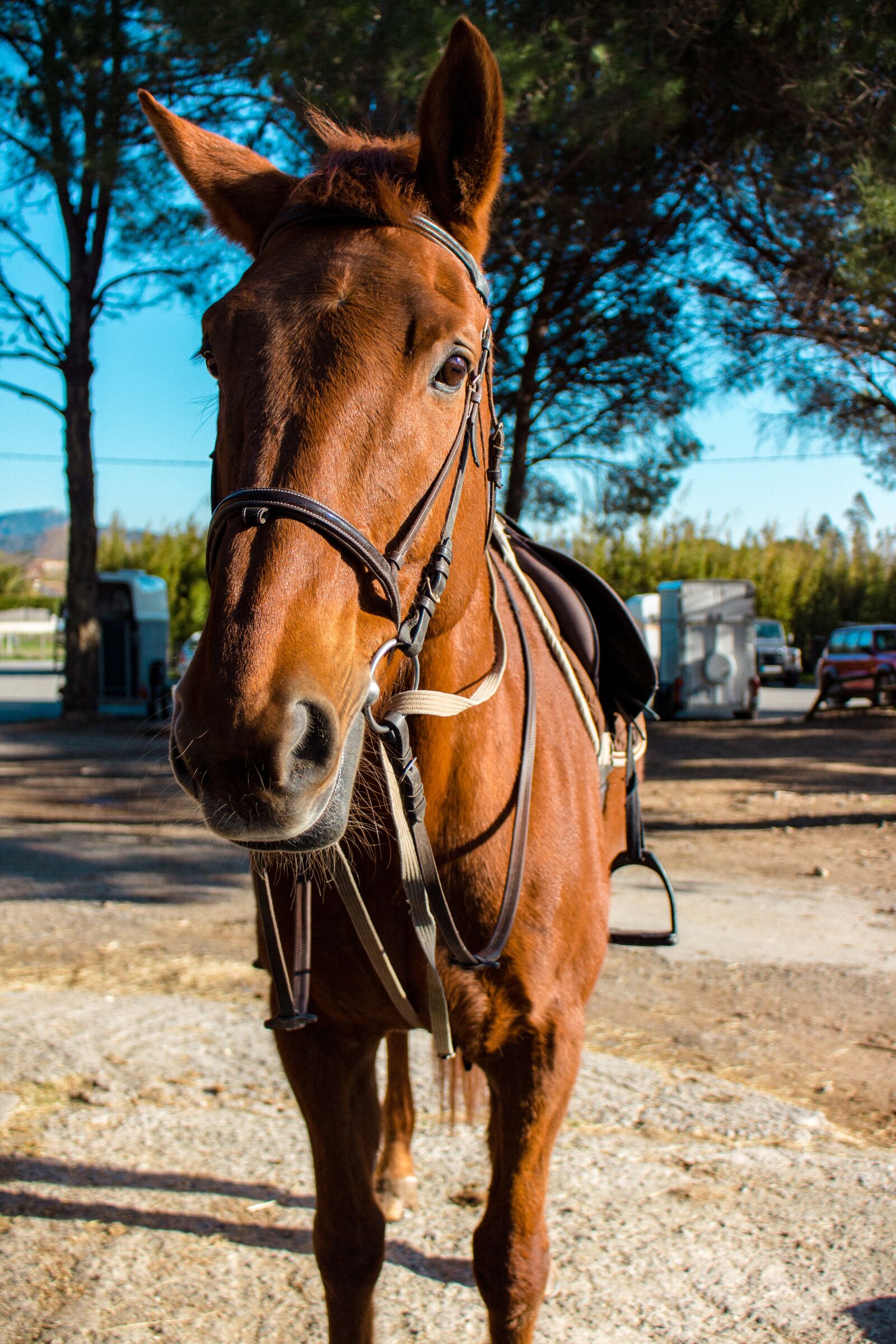 Canon EOS 700D (EOS Rebel T5i / EOS Kiss X7i) sample photo. Horse, animal, jumper photography