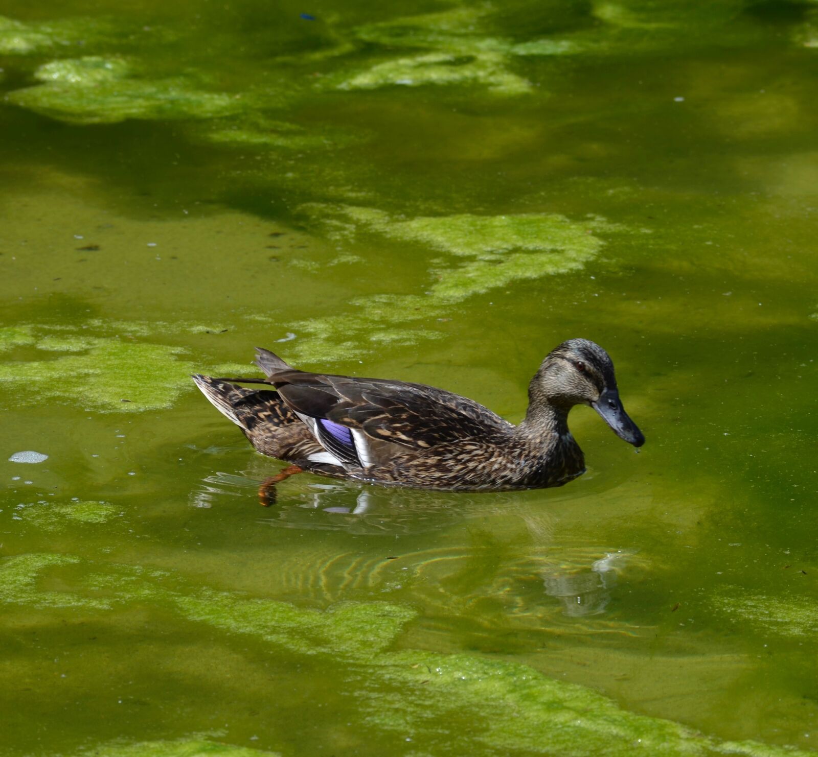 Nikon D5100 sample photo. Duck, bird, pond photography