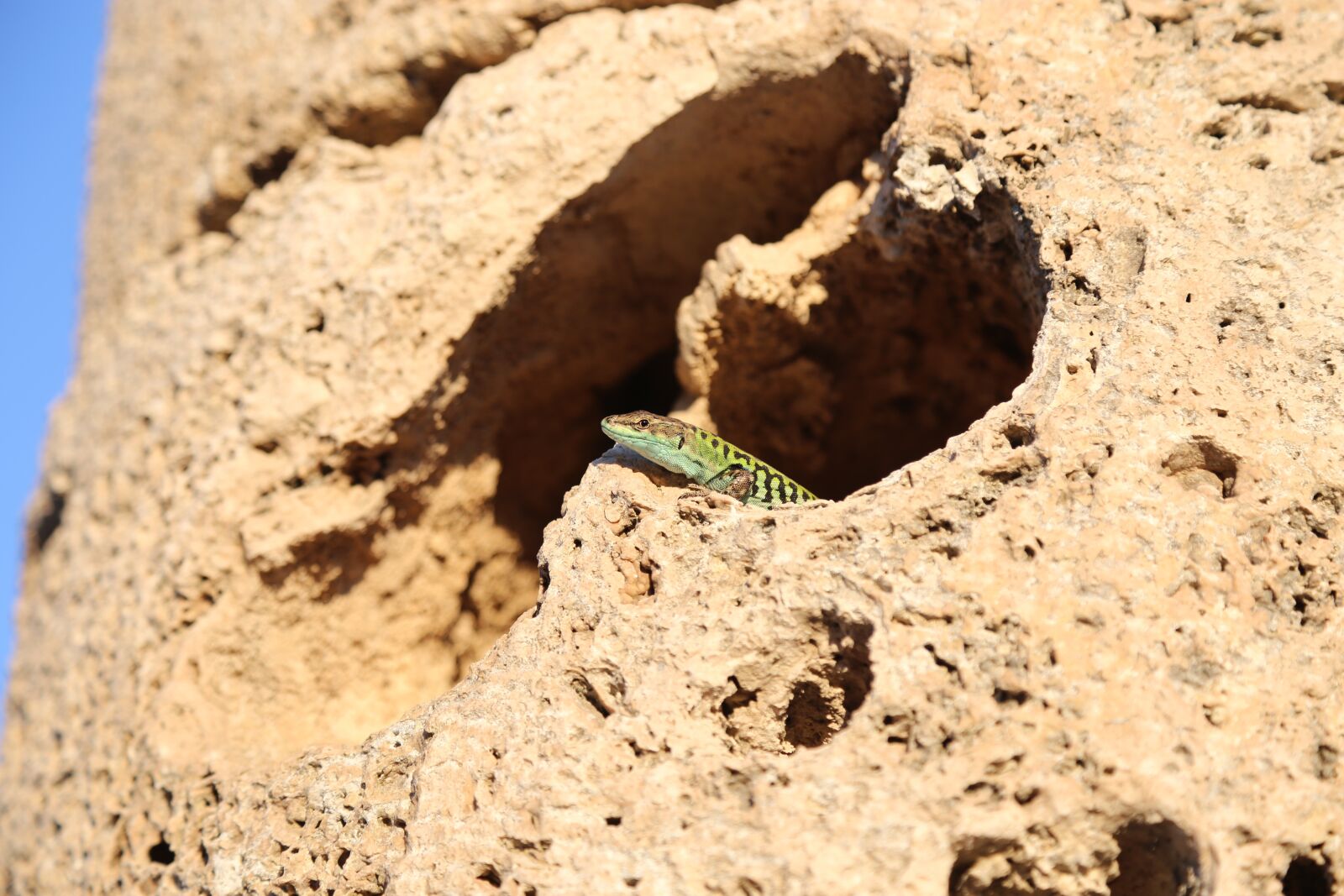 Canon EOS 6D + Canon EF 24-105mm F4L IS USM sample photo. Lizard, sky, nature photography